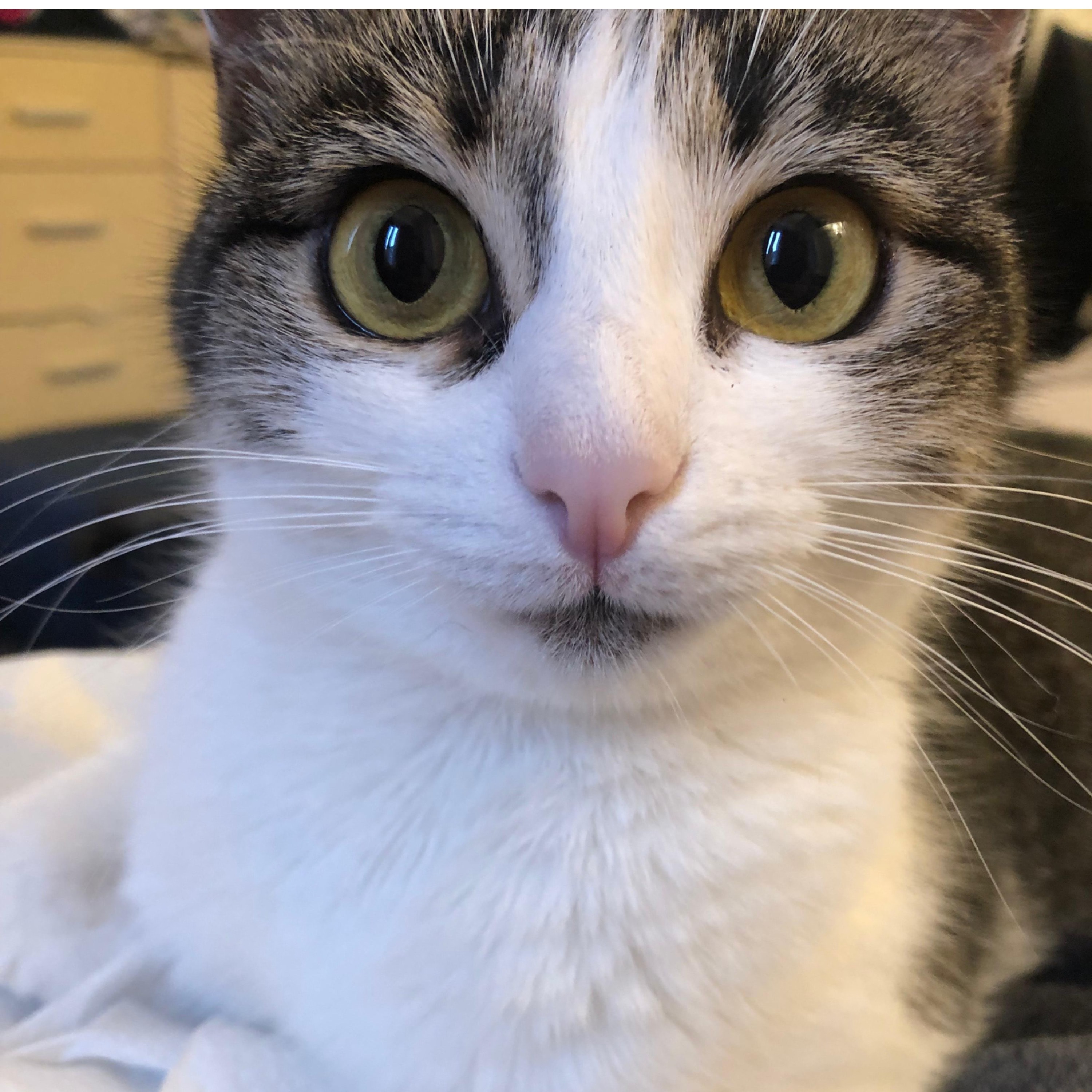 Luna