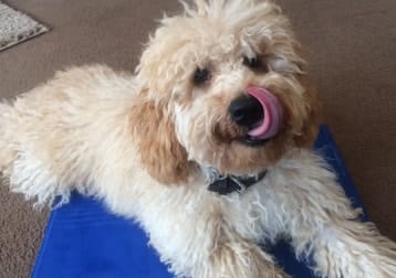 Alfie