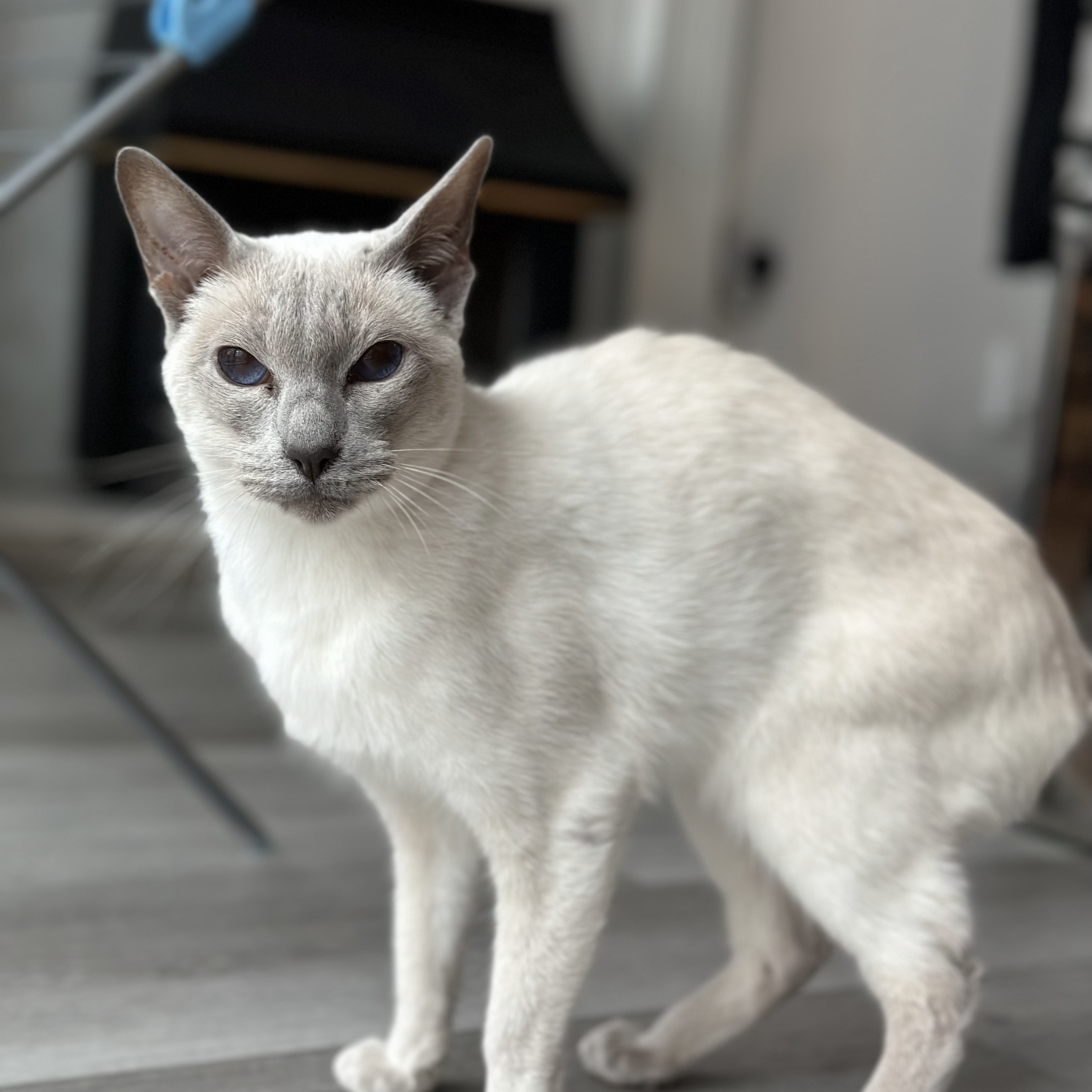 Akira