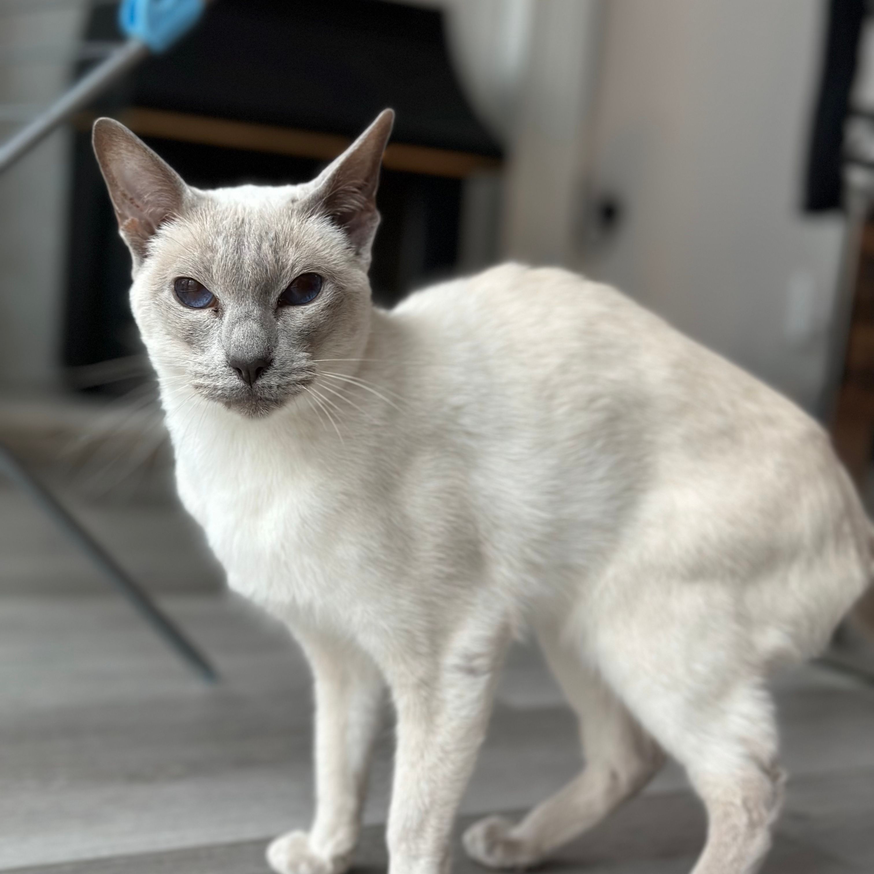 Akira