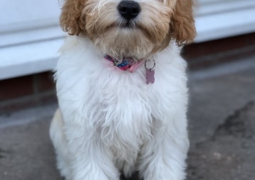 Lizzie
