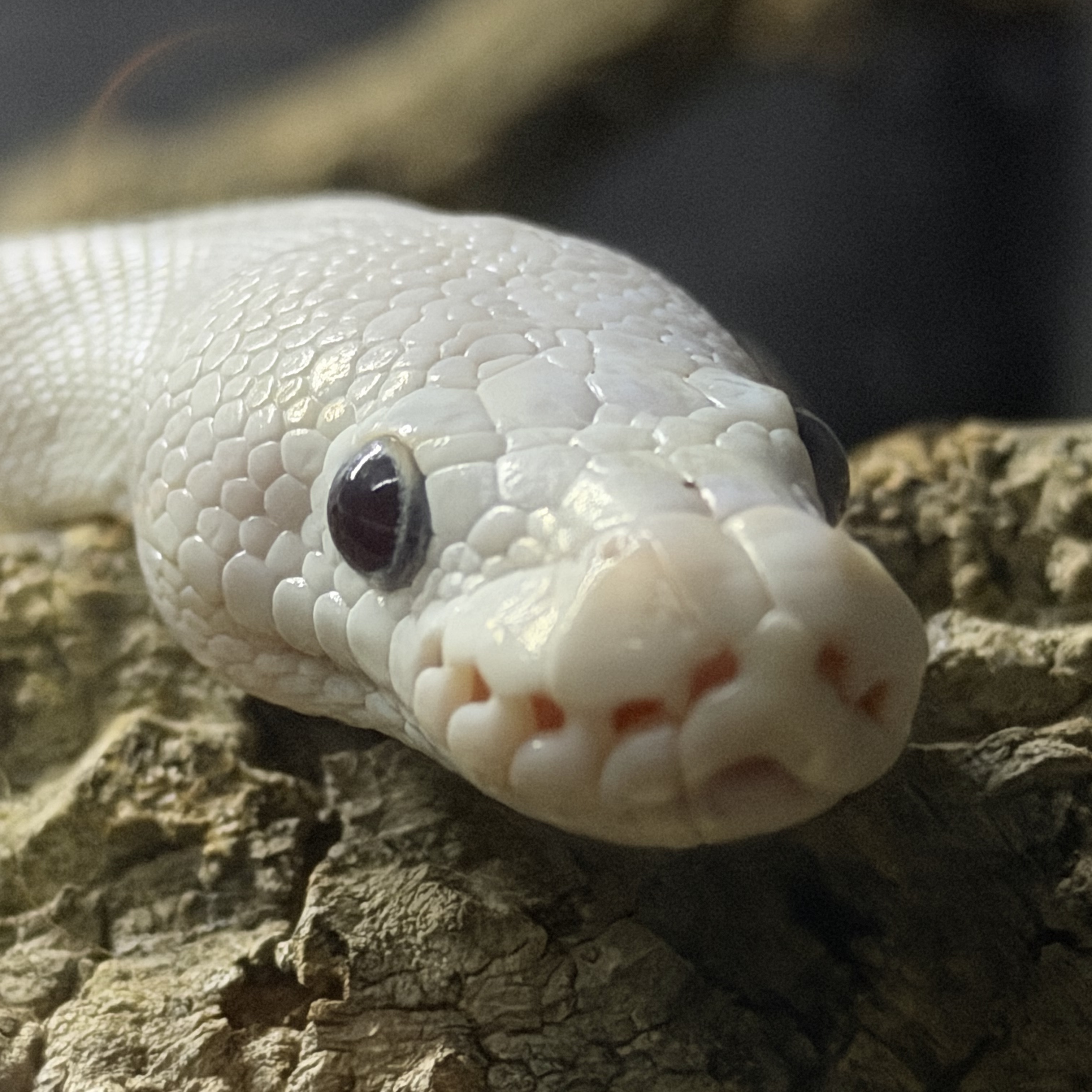Simon