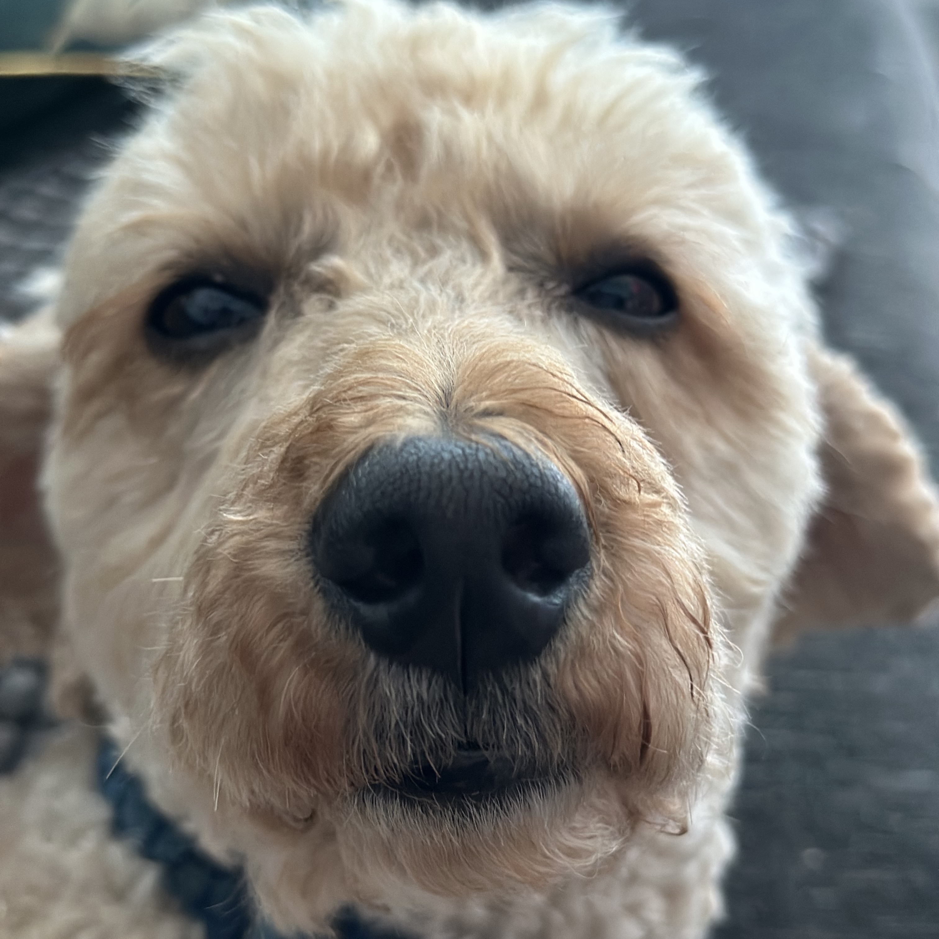 Alfie