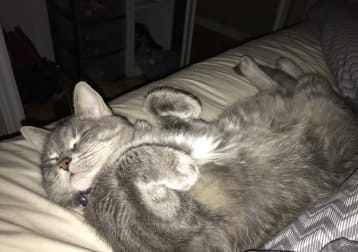 Bauer