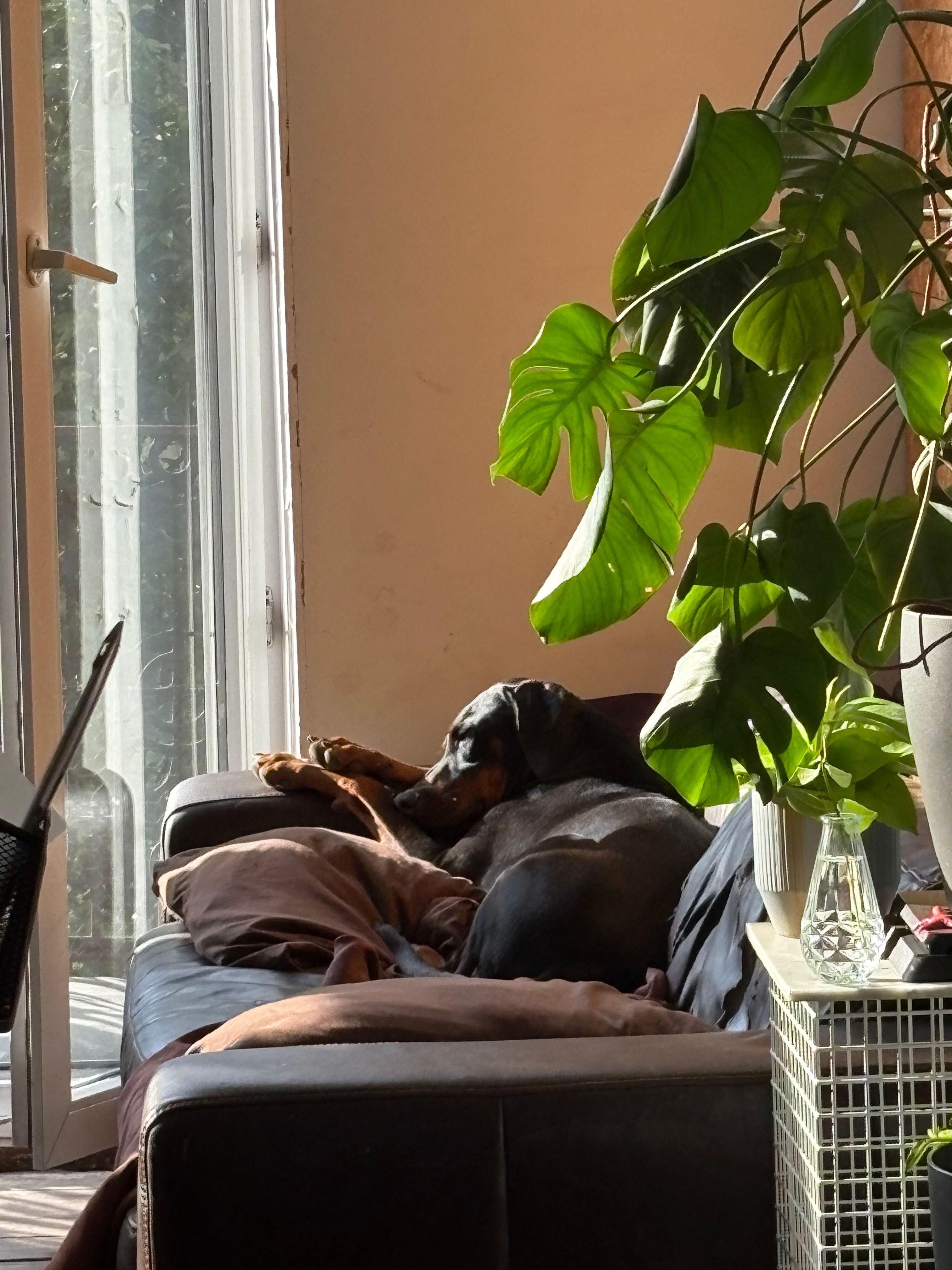 image-7