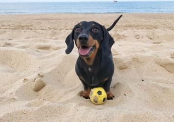 Ludo