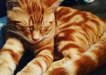Puss In Boots