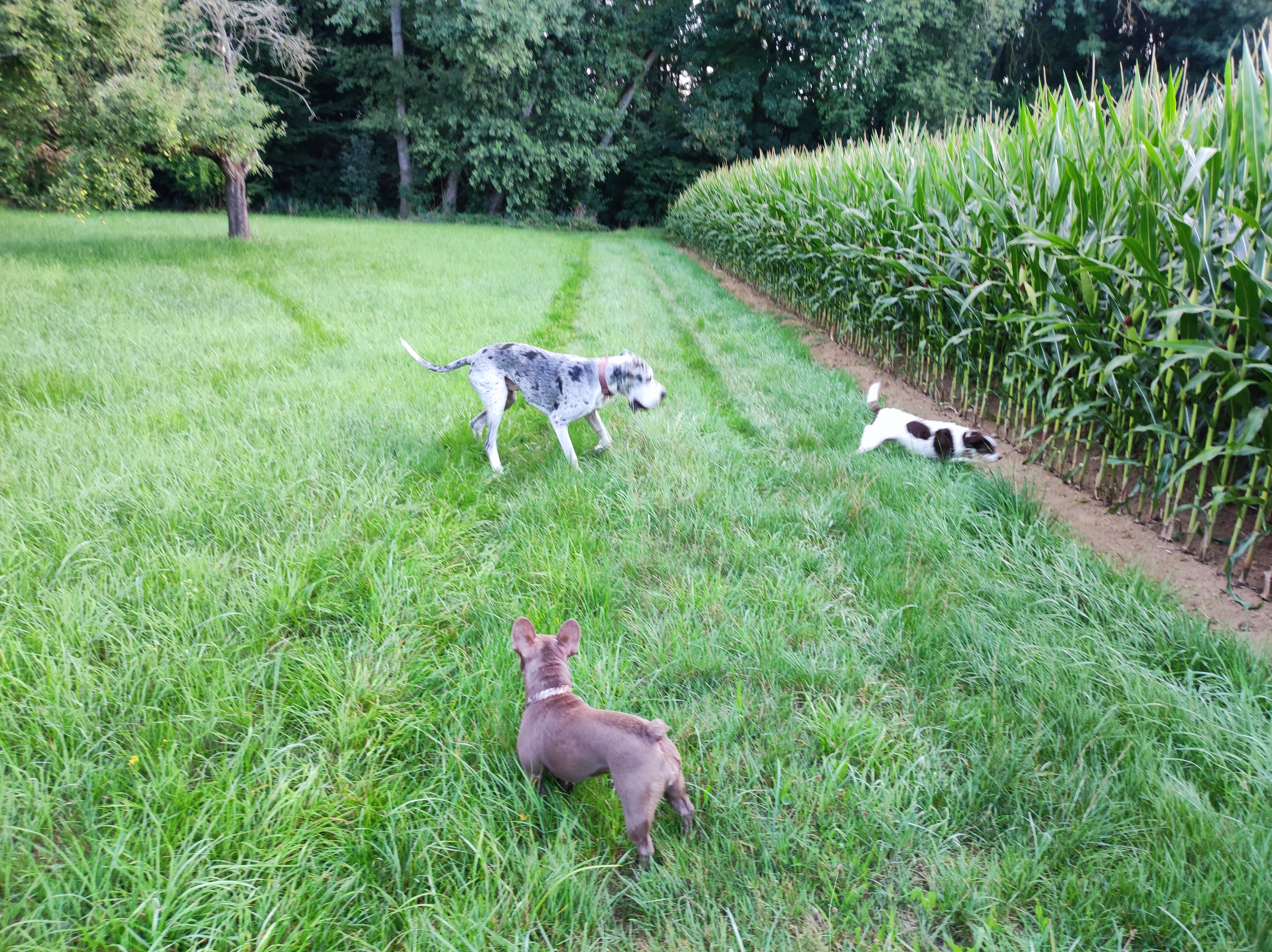 image-4