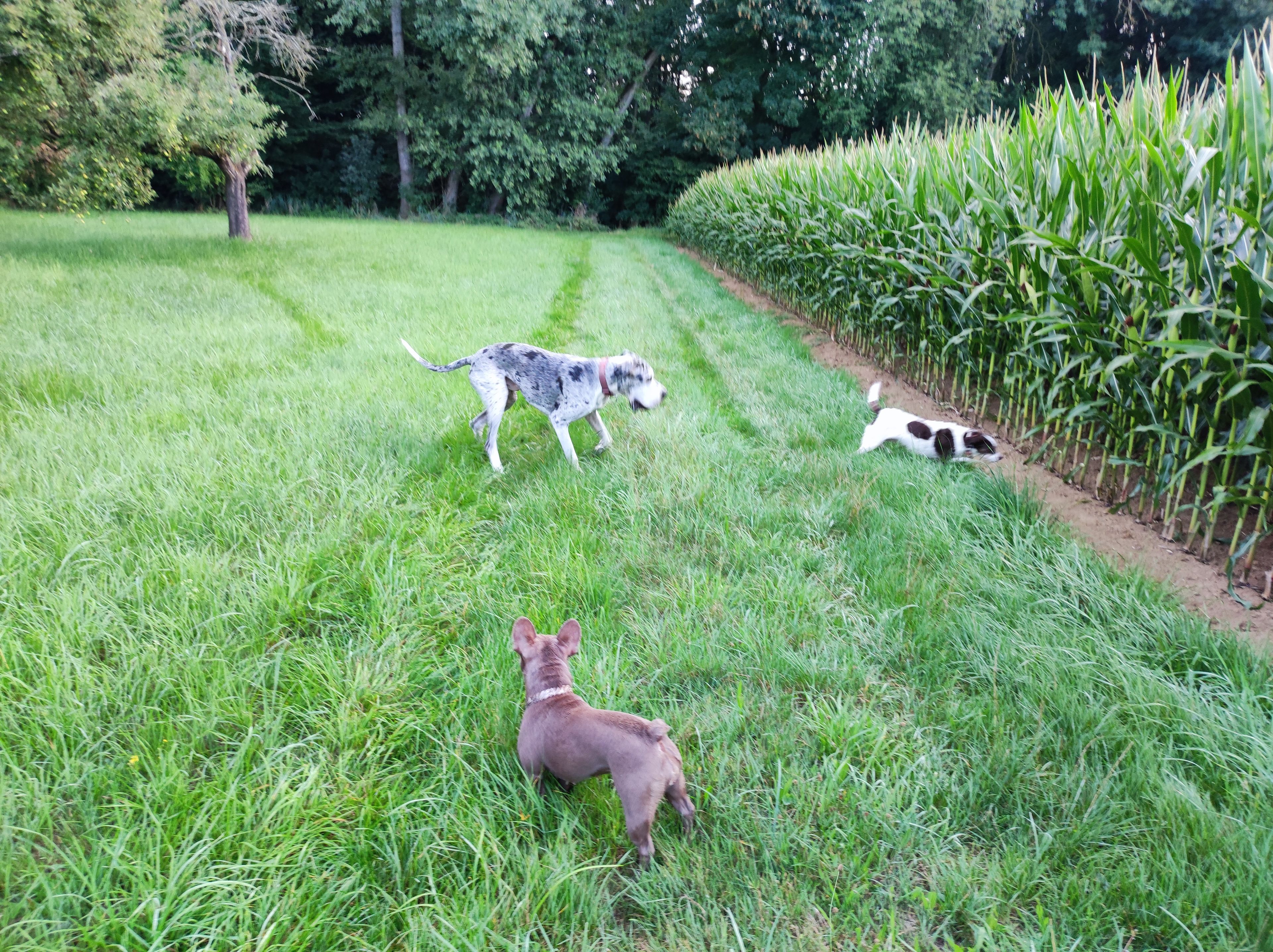 image-4