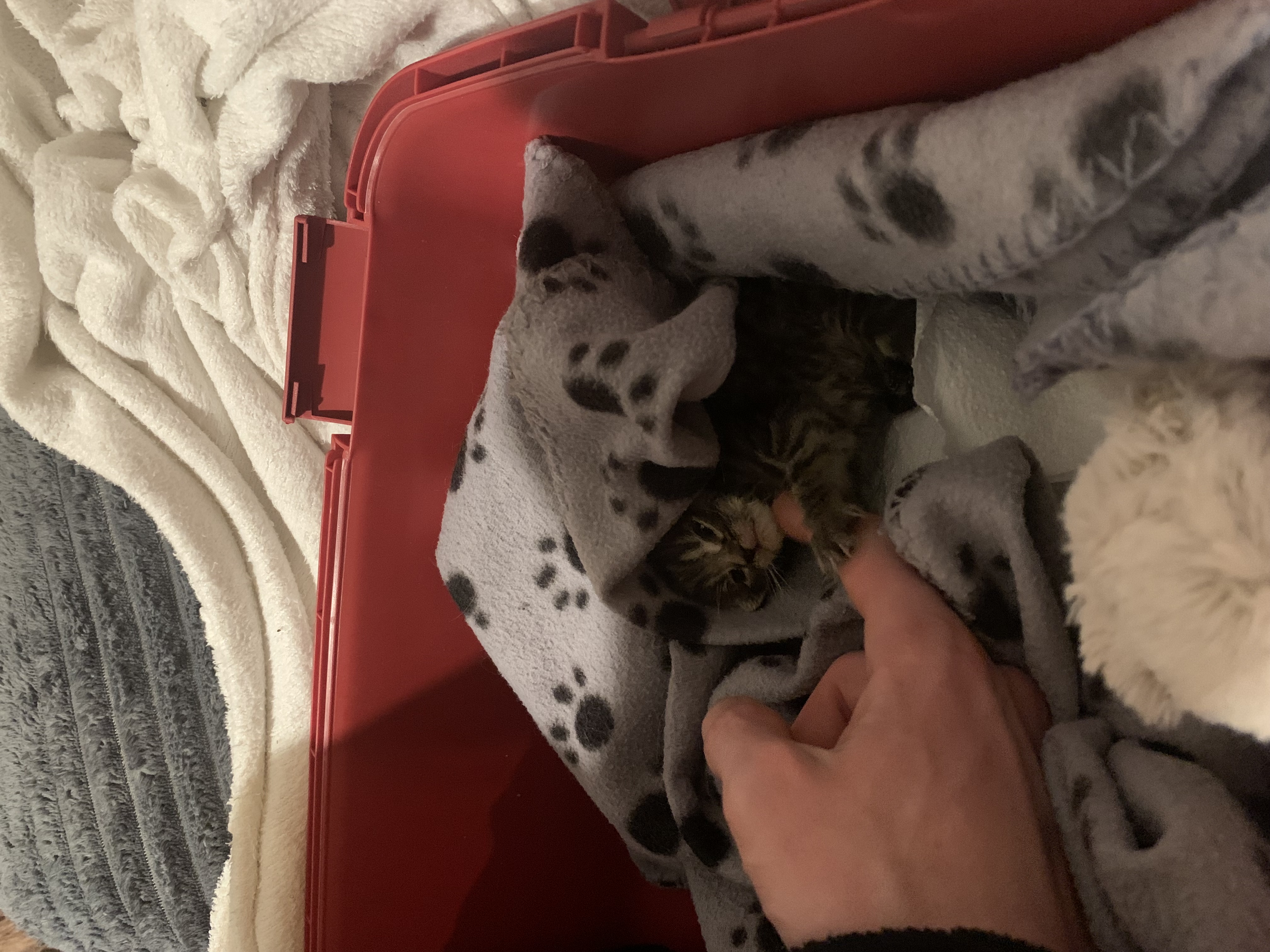 image-4