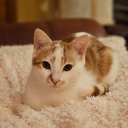 Oscar