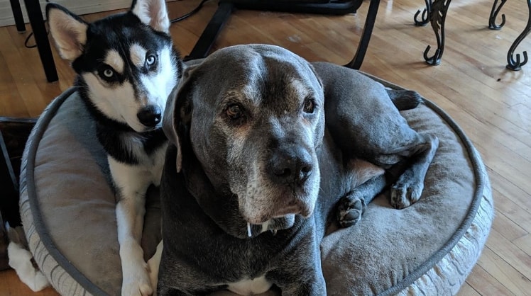 Jadzia Pet sitter in Vanier South