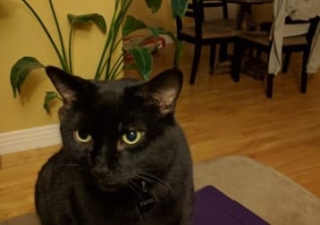 Elvis