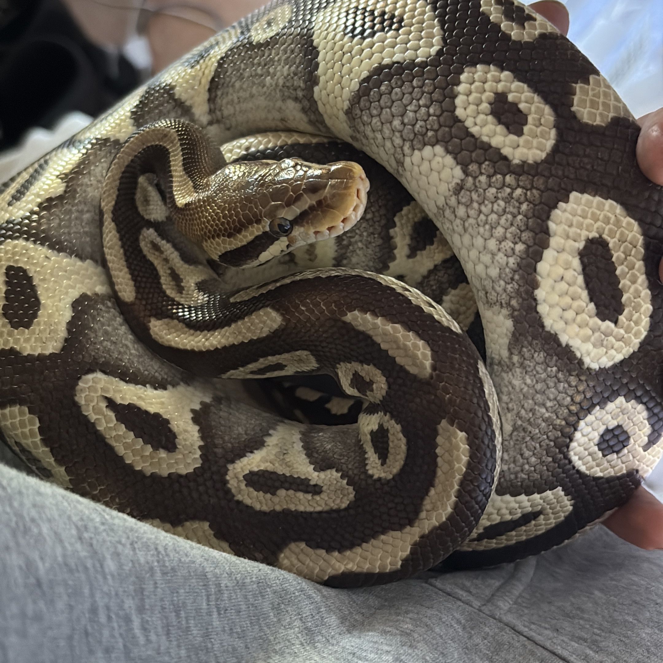 Ares