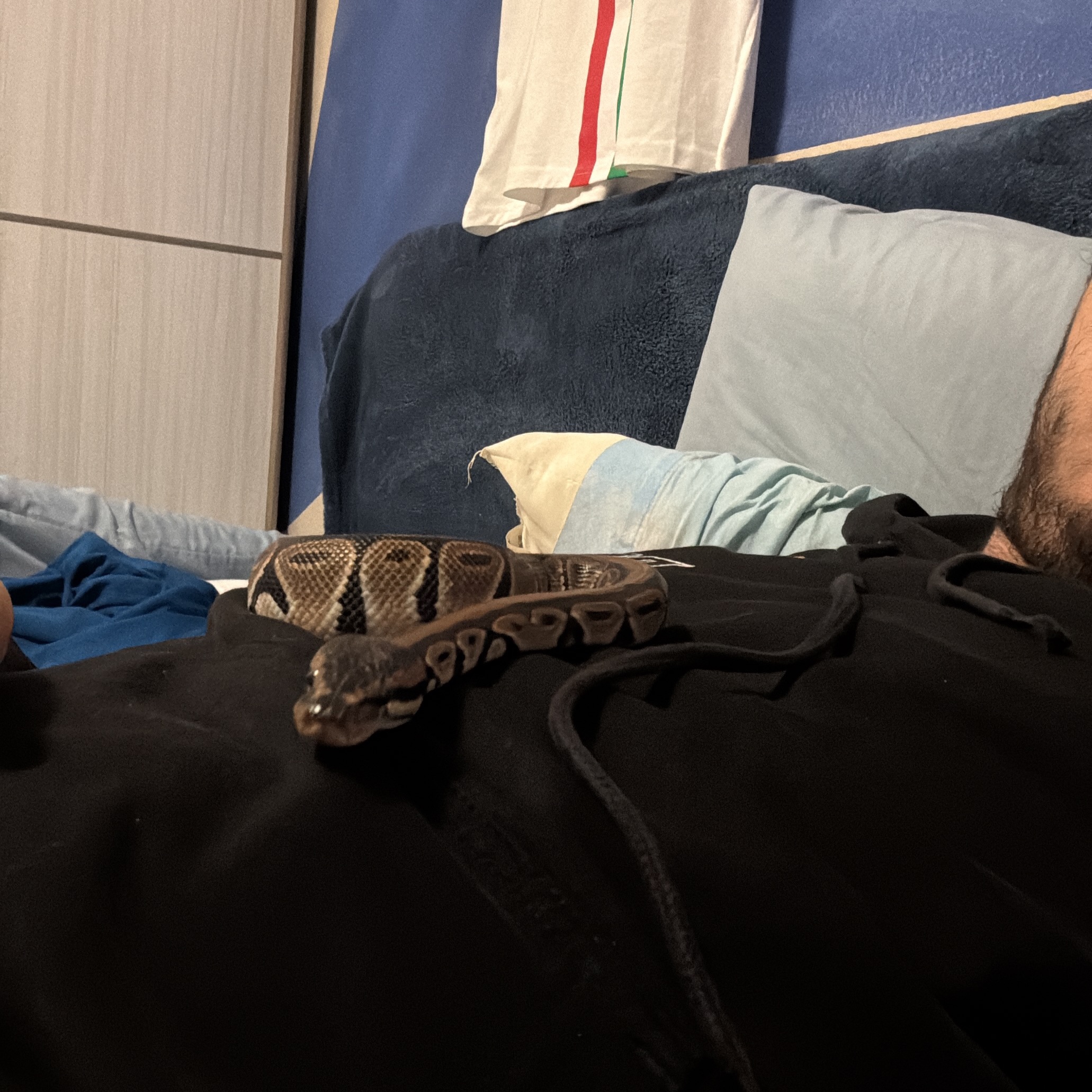 Anubi