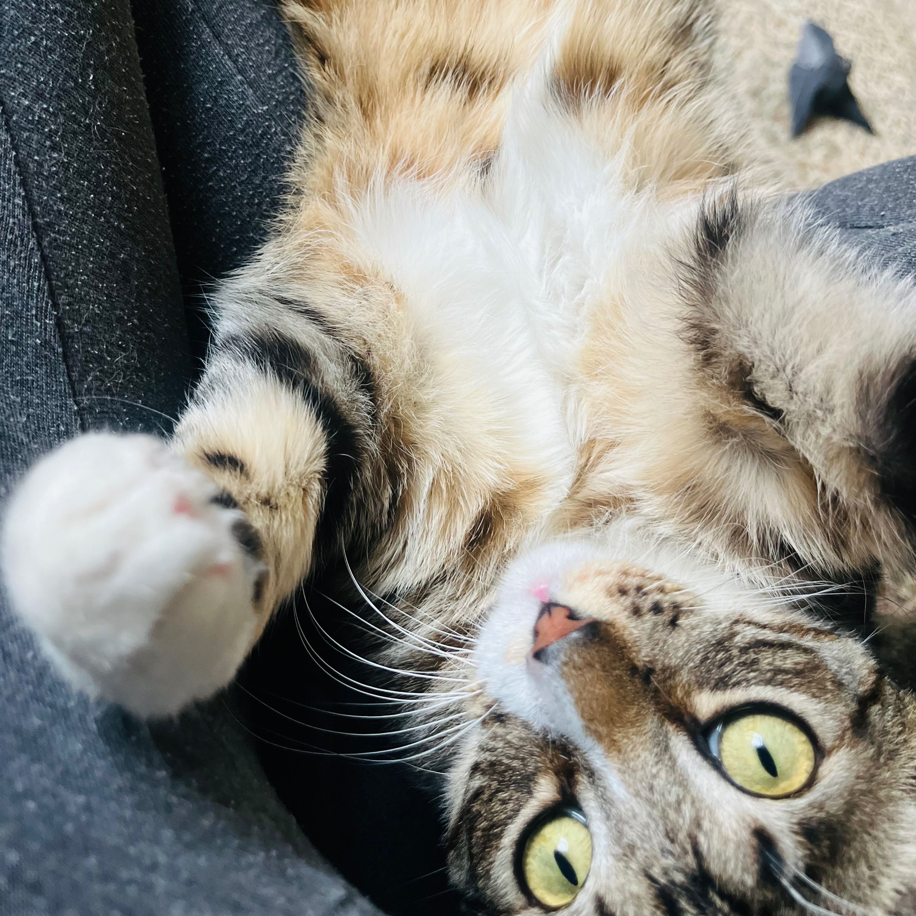 Milo