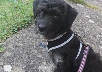Fynn