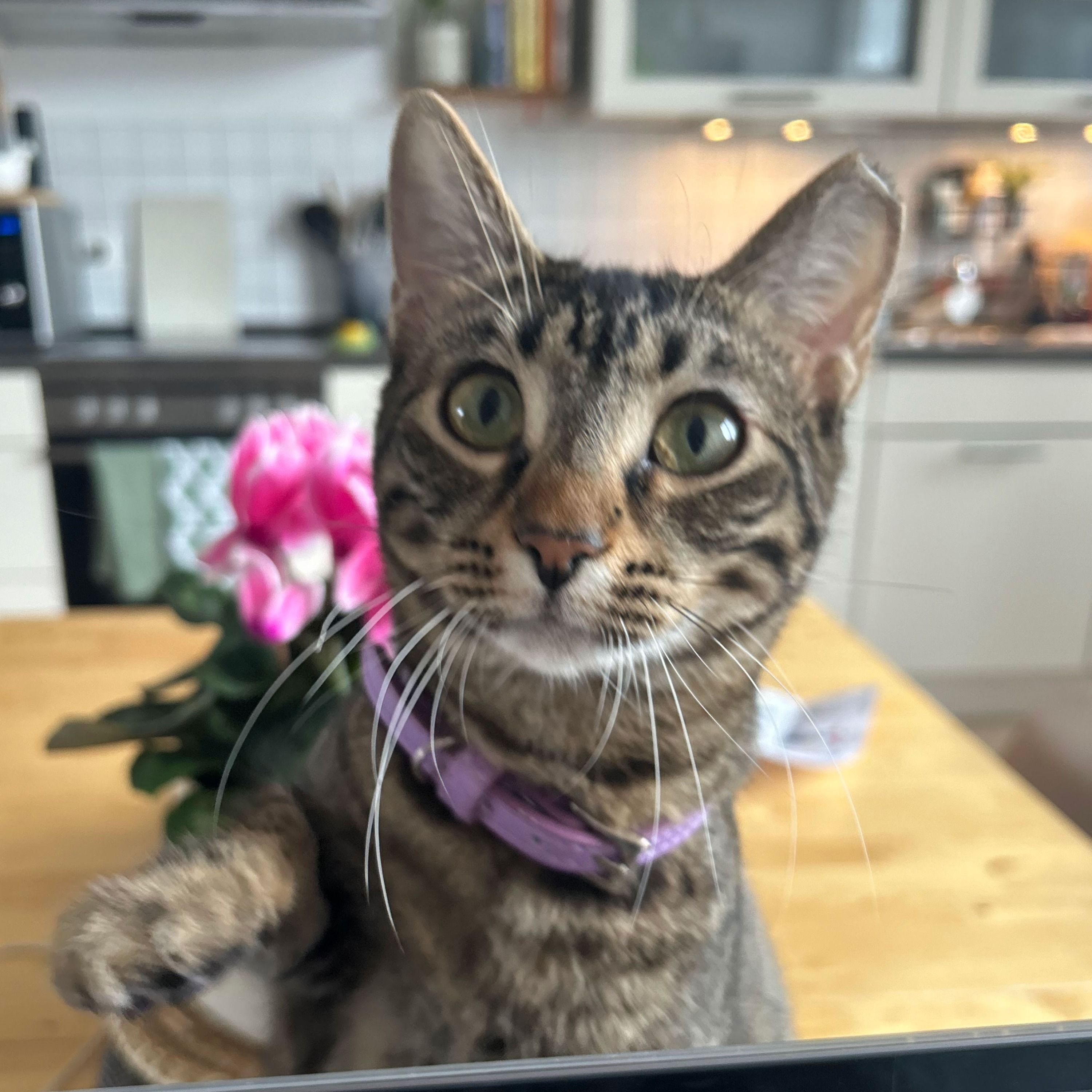 Tuna