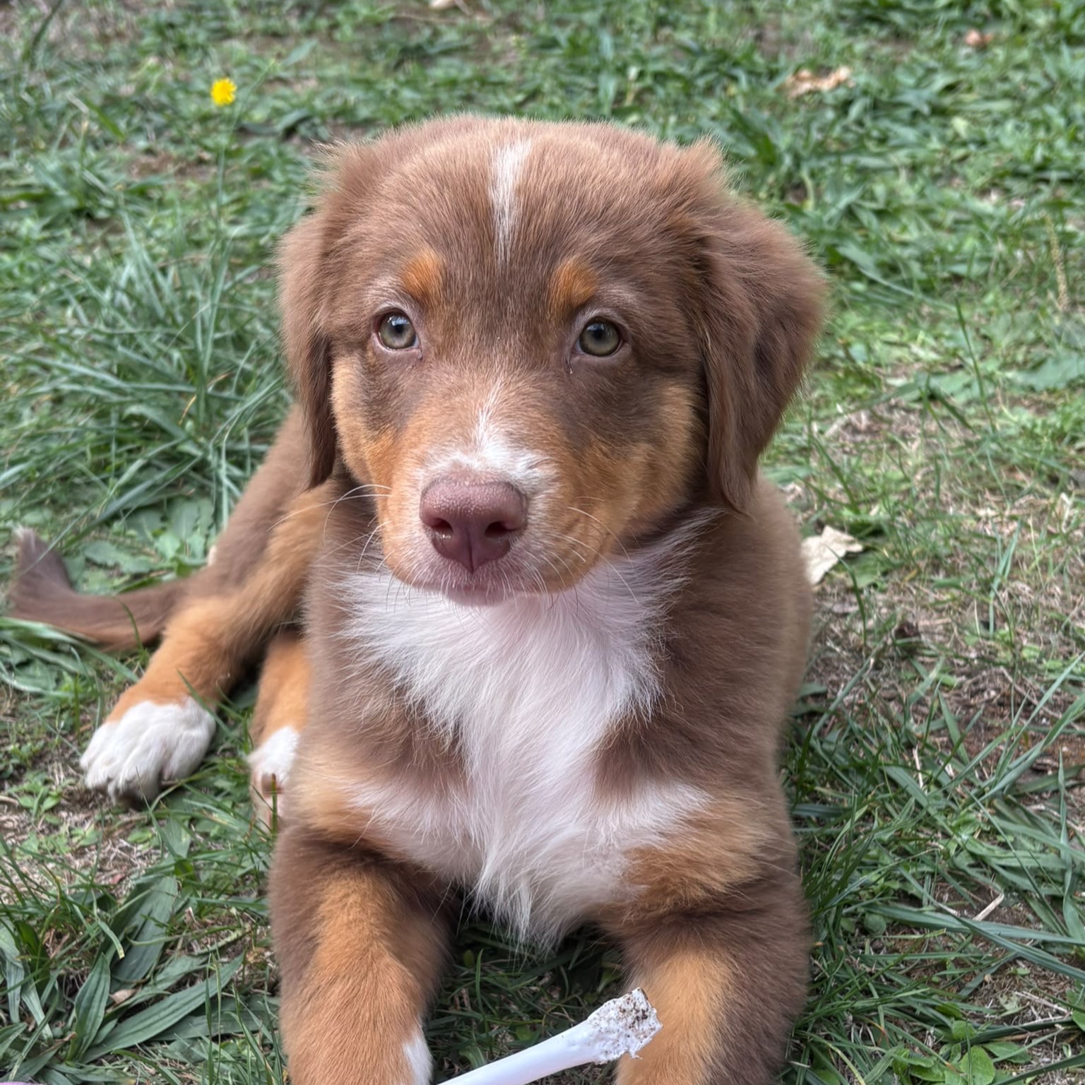 Bonnie 