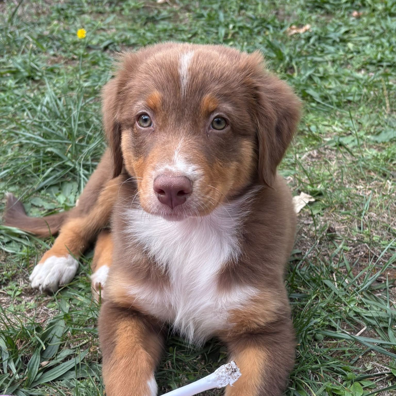 Bonnie