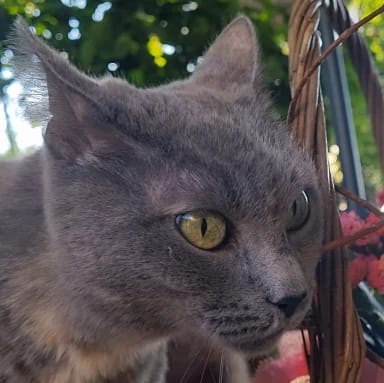 Maya