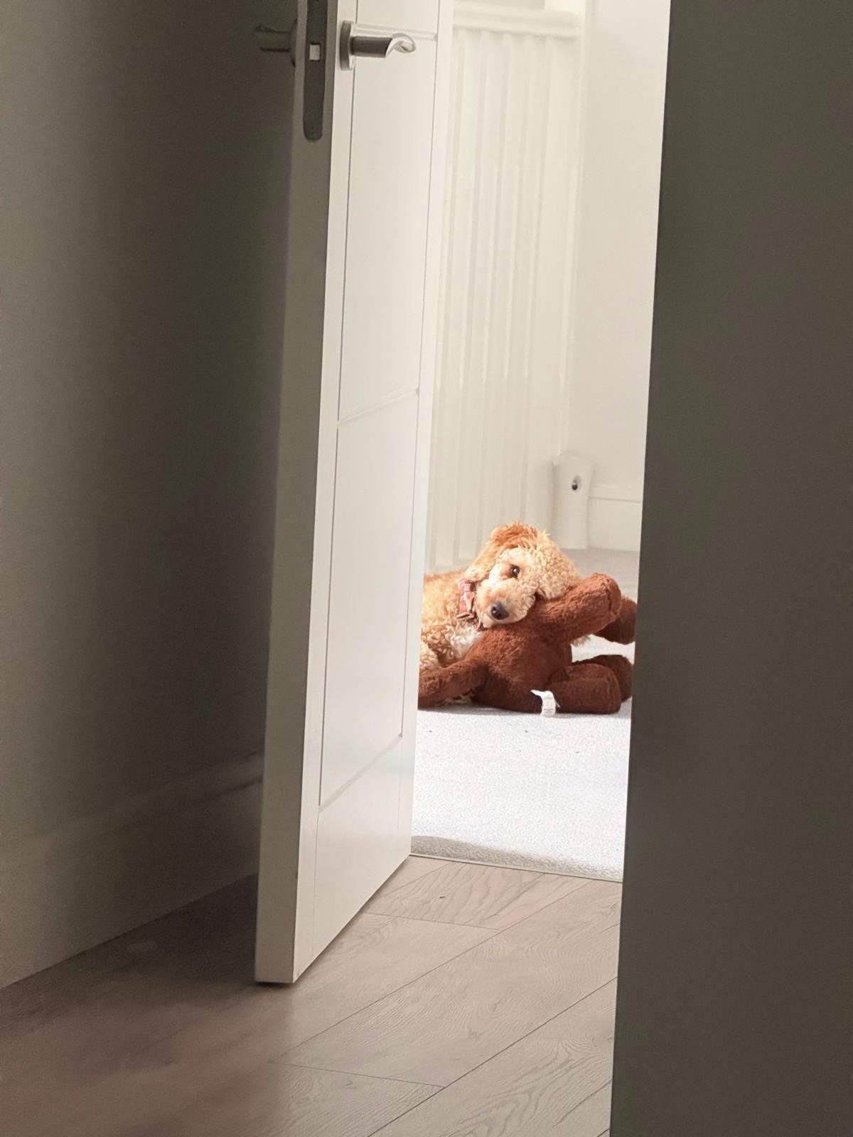image-19