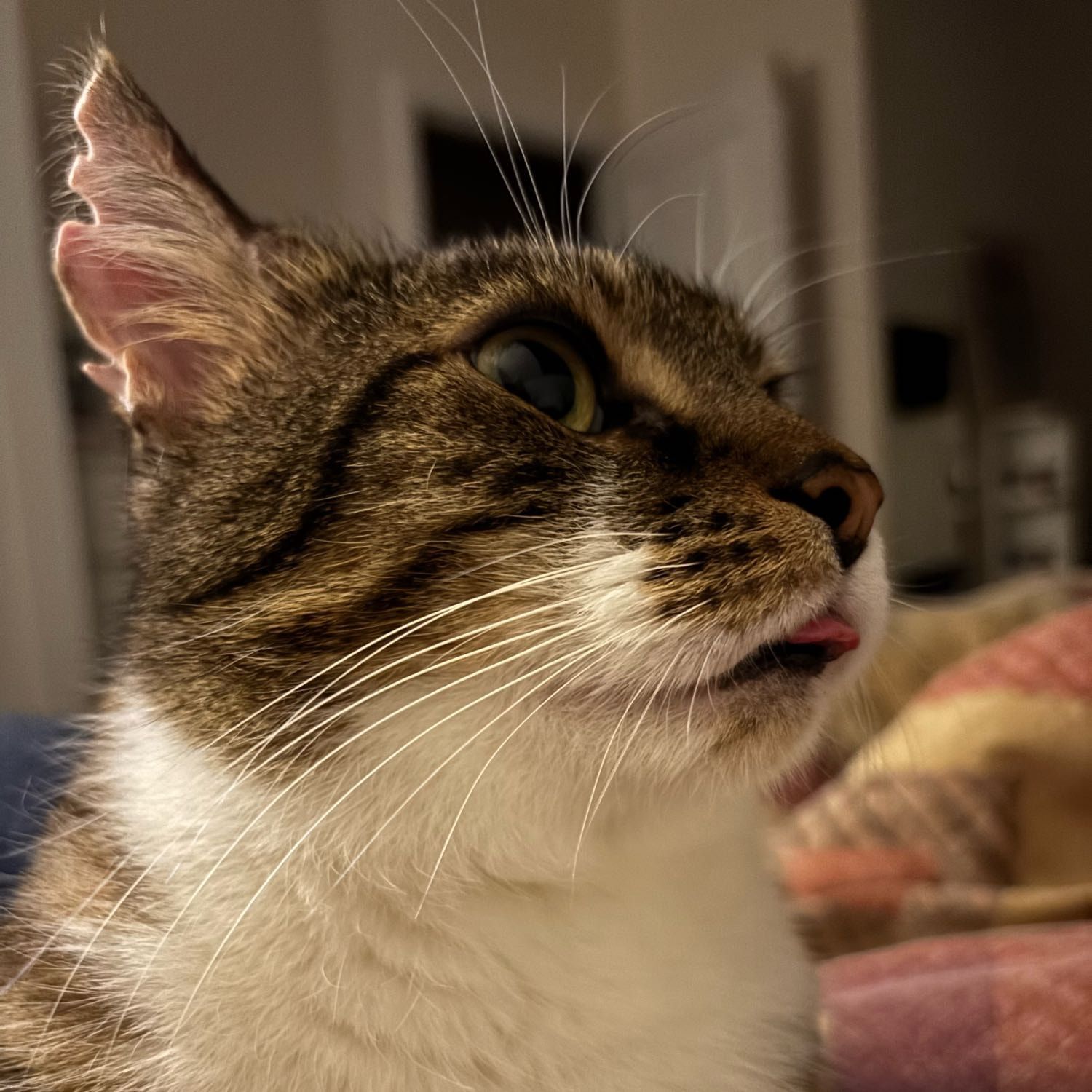 Oliver