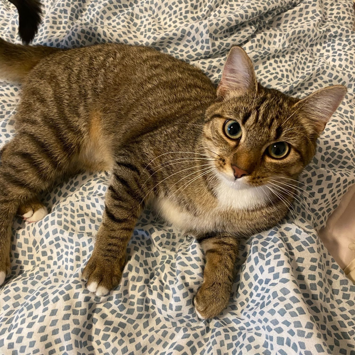 Agatha