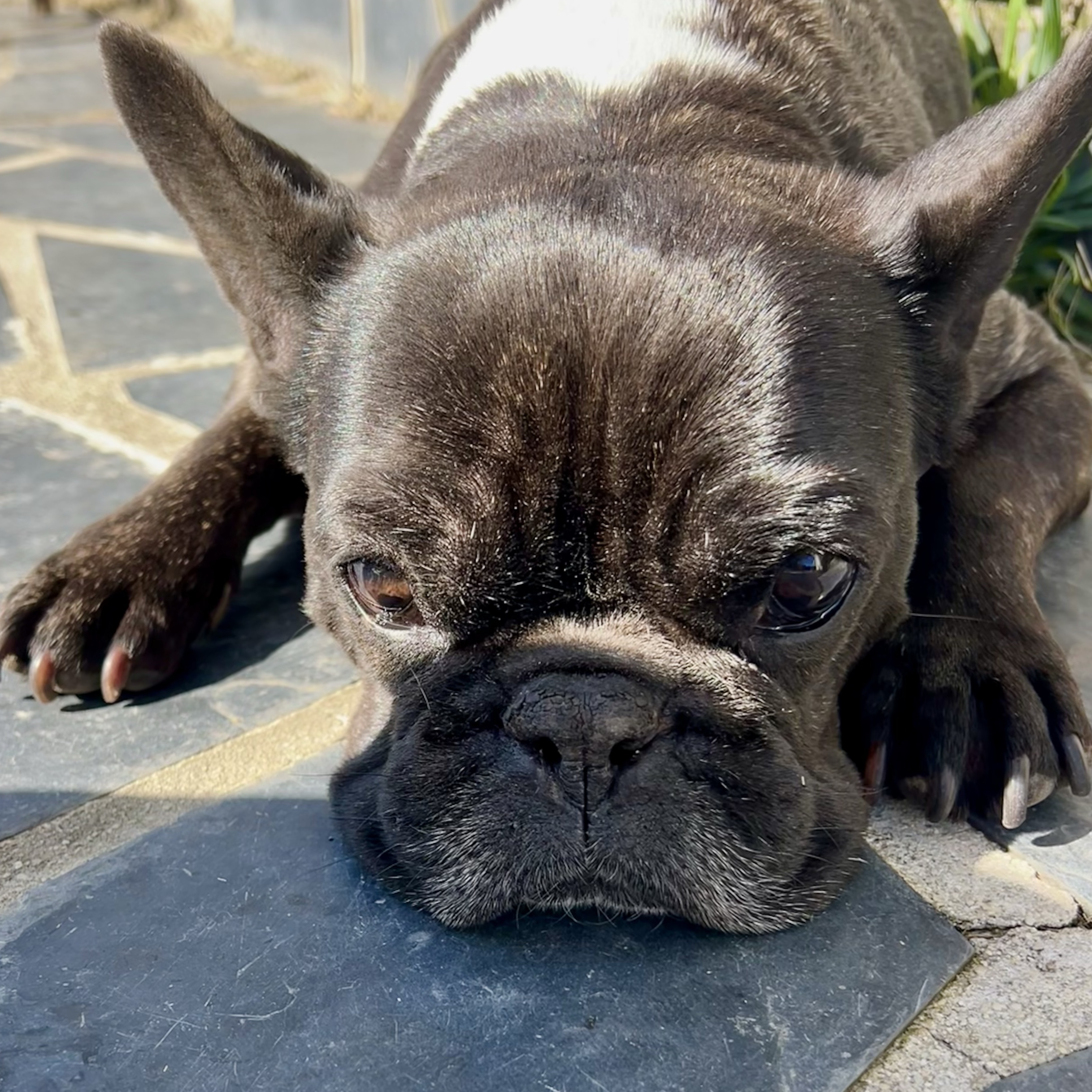 Marlon