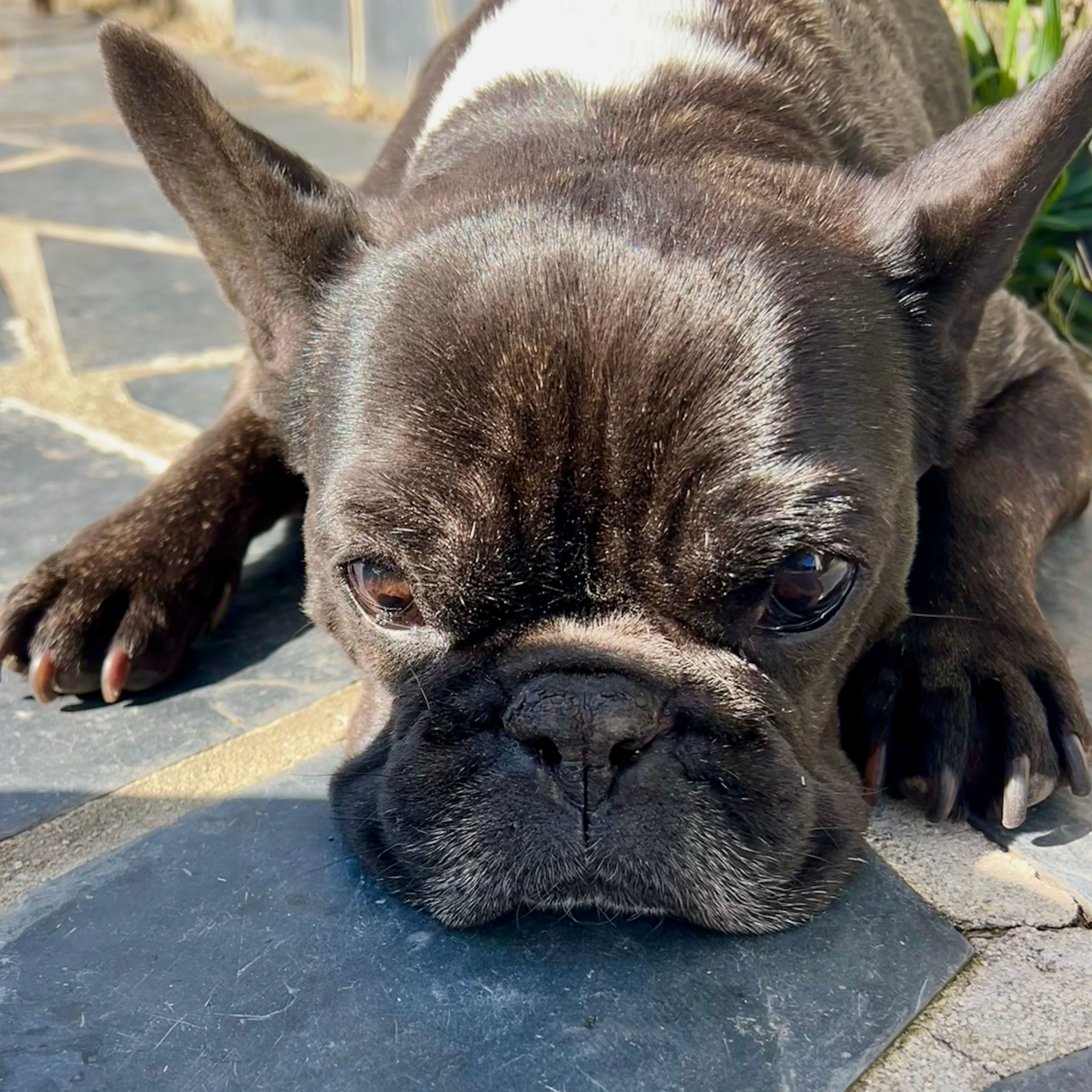 Marlon