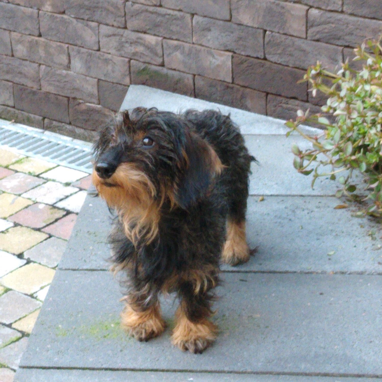 Morris