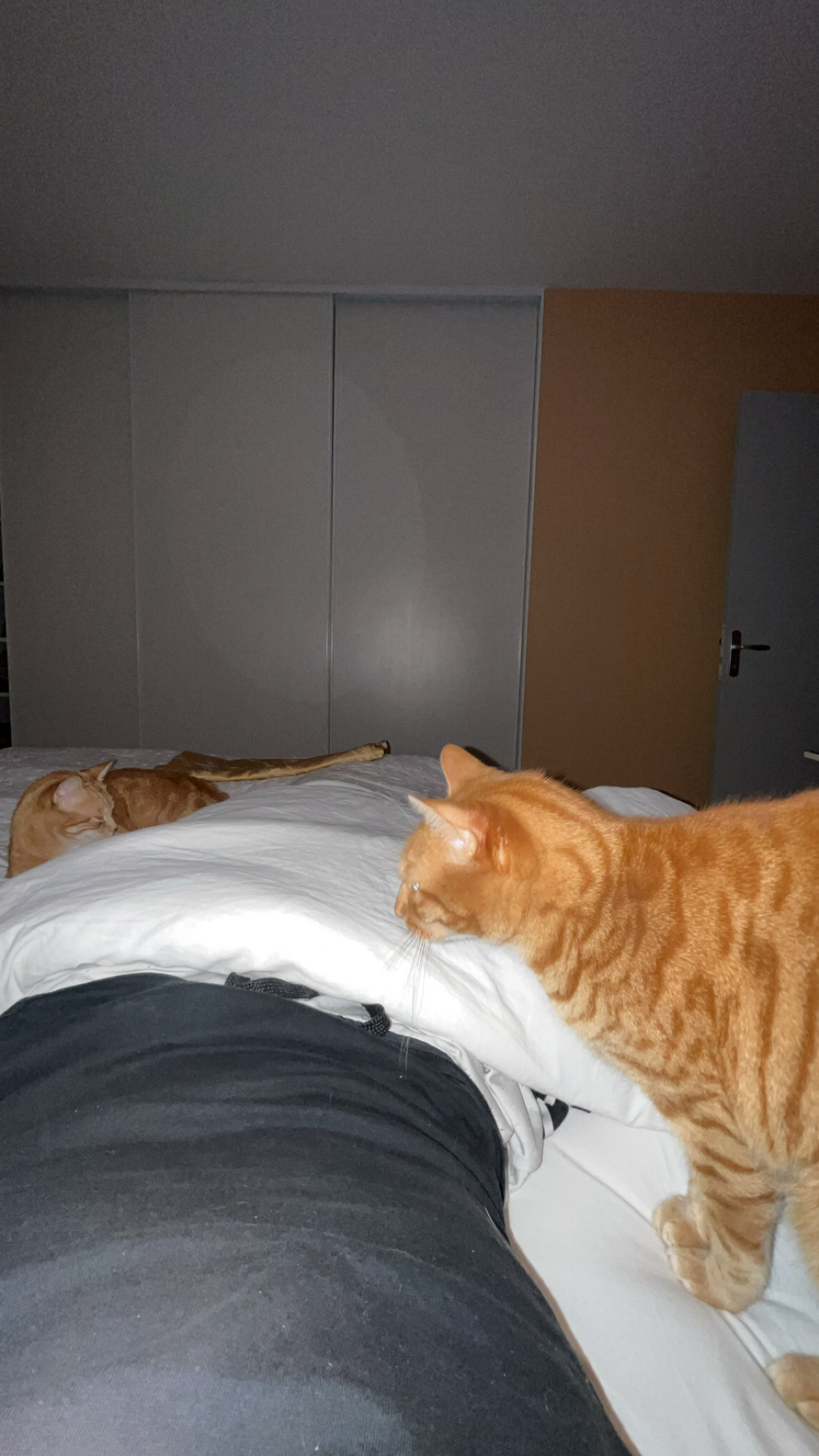 image-11