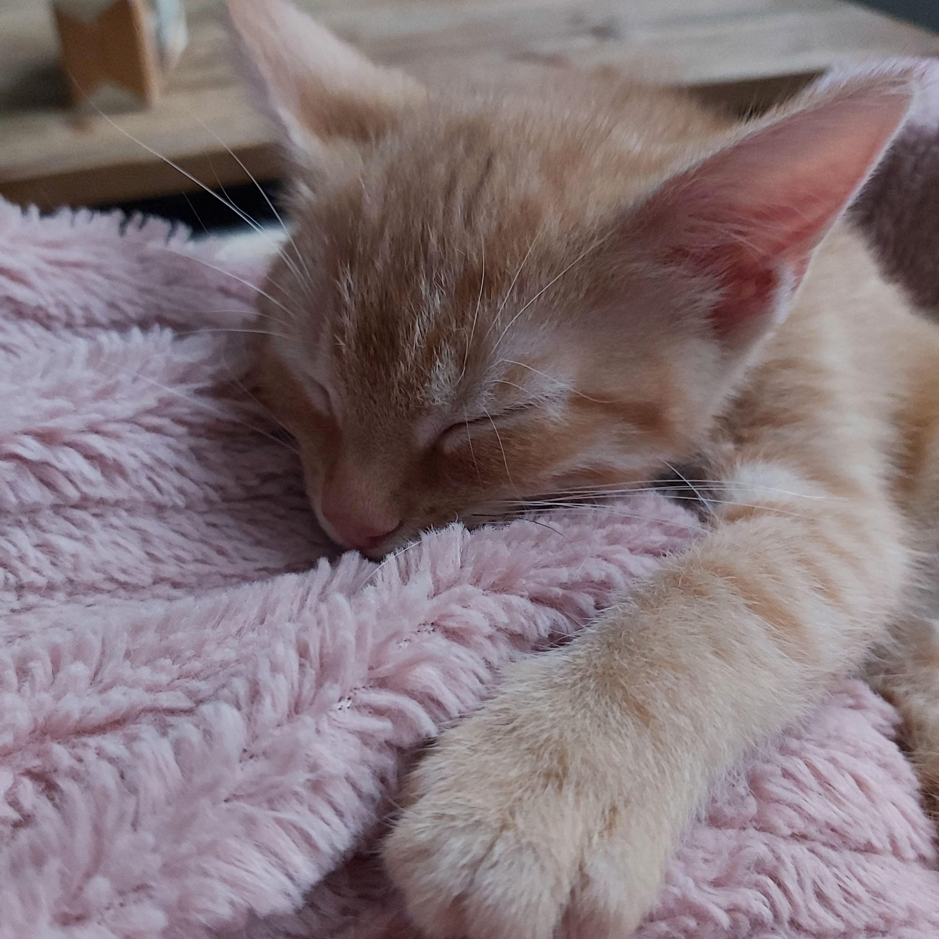 Ginger