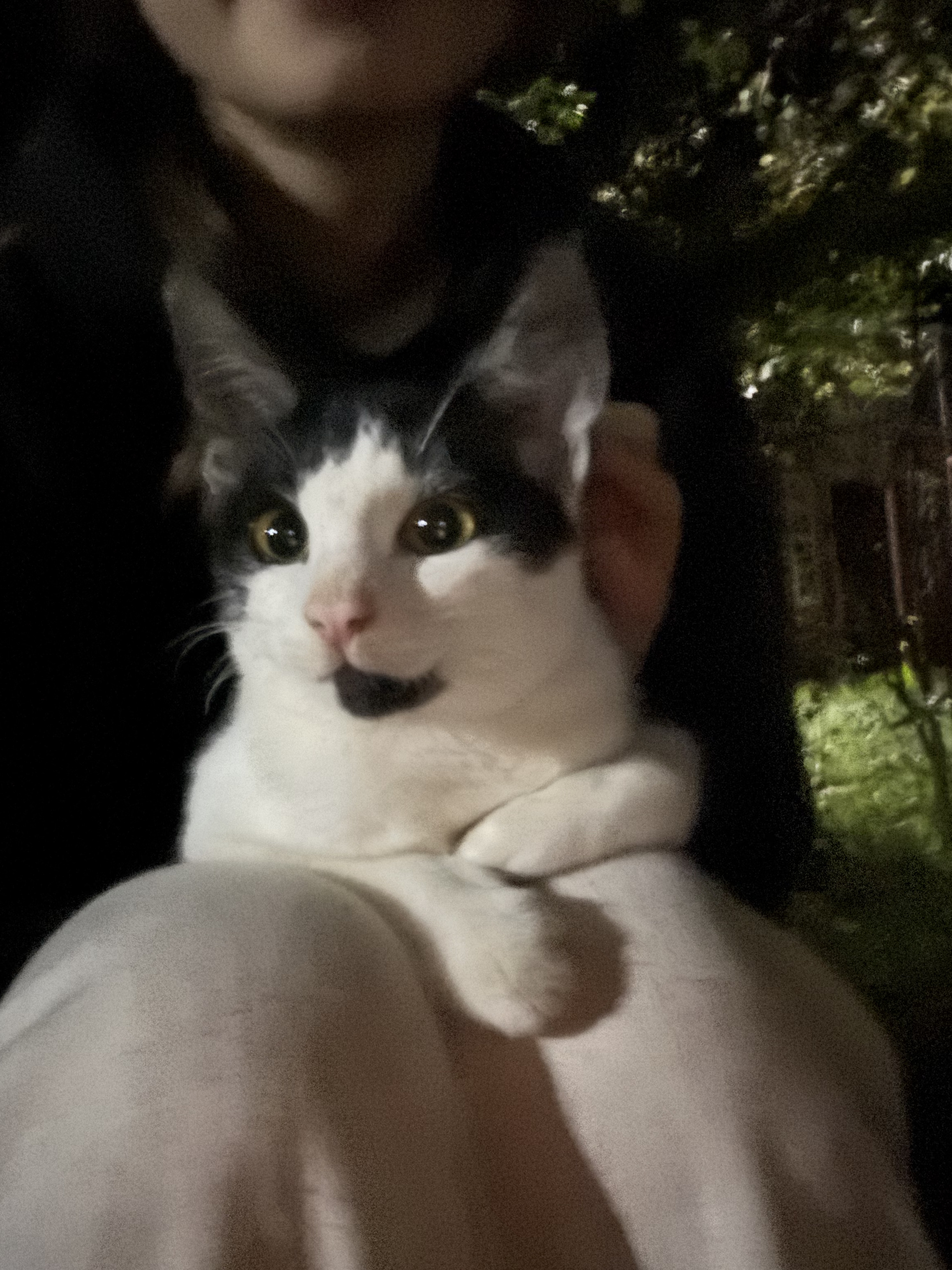 image-7