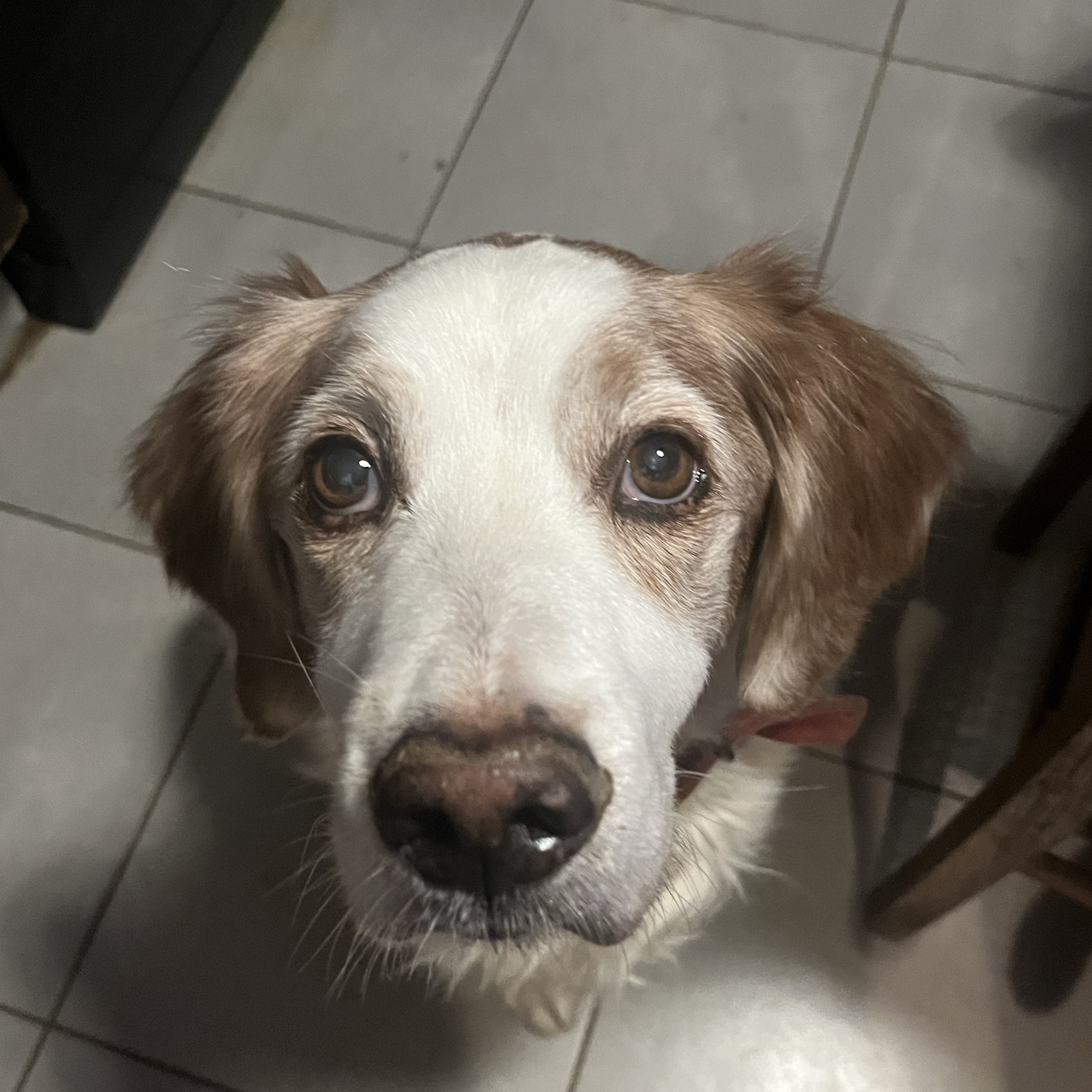Tobie 