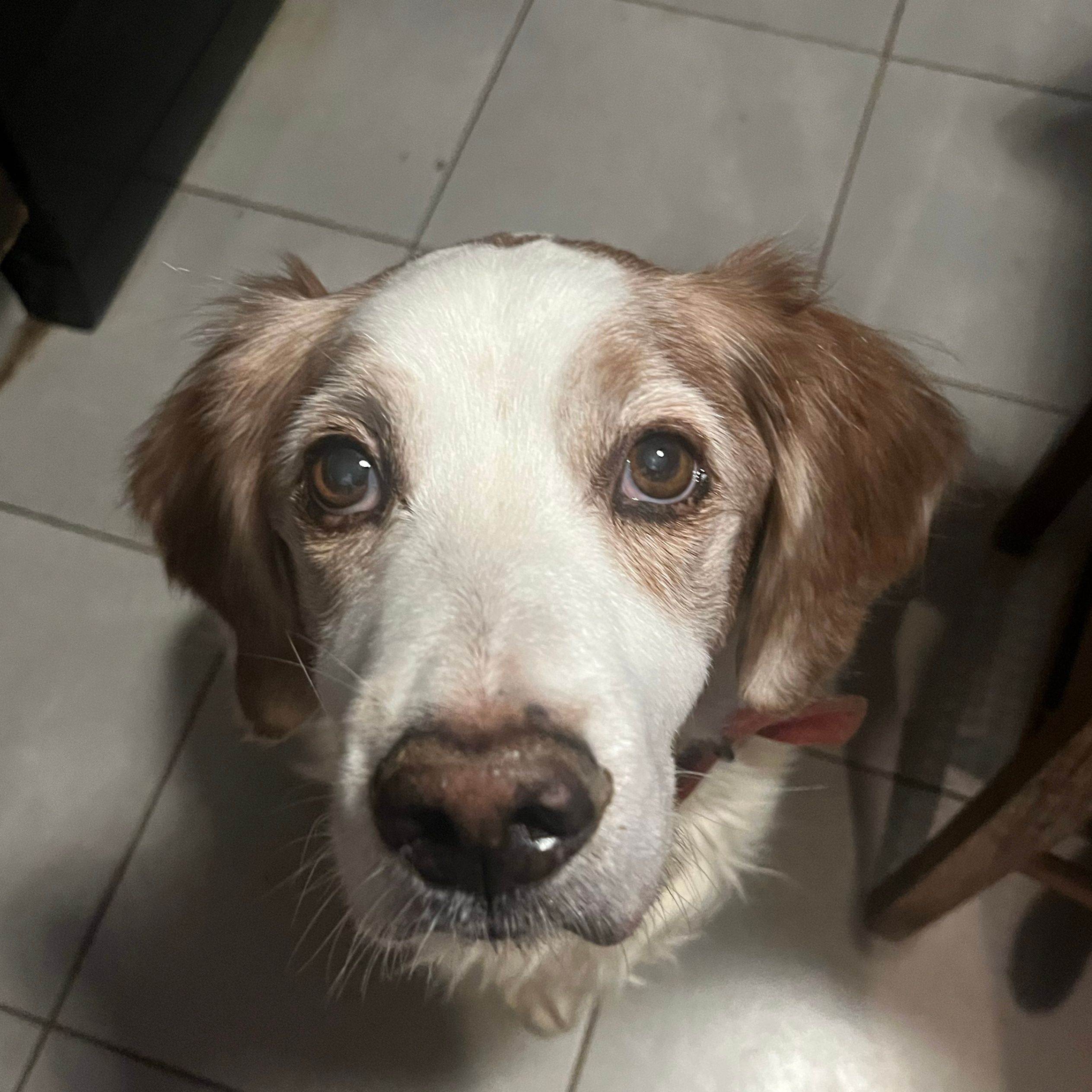 Tobie