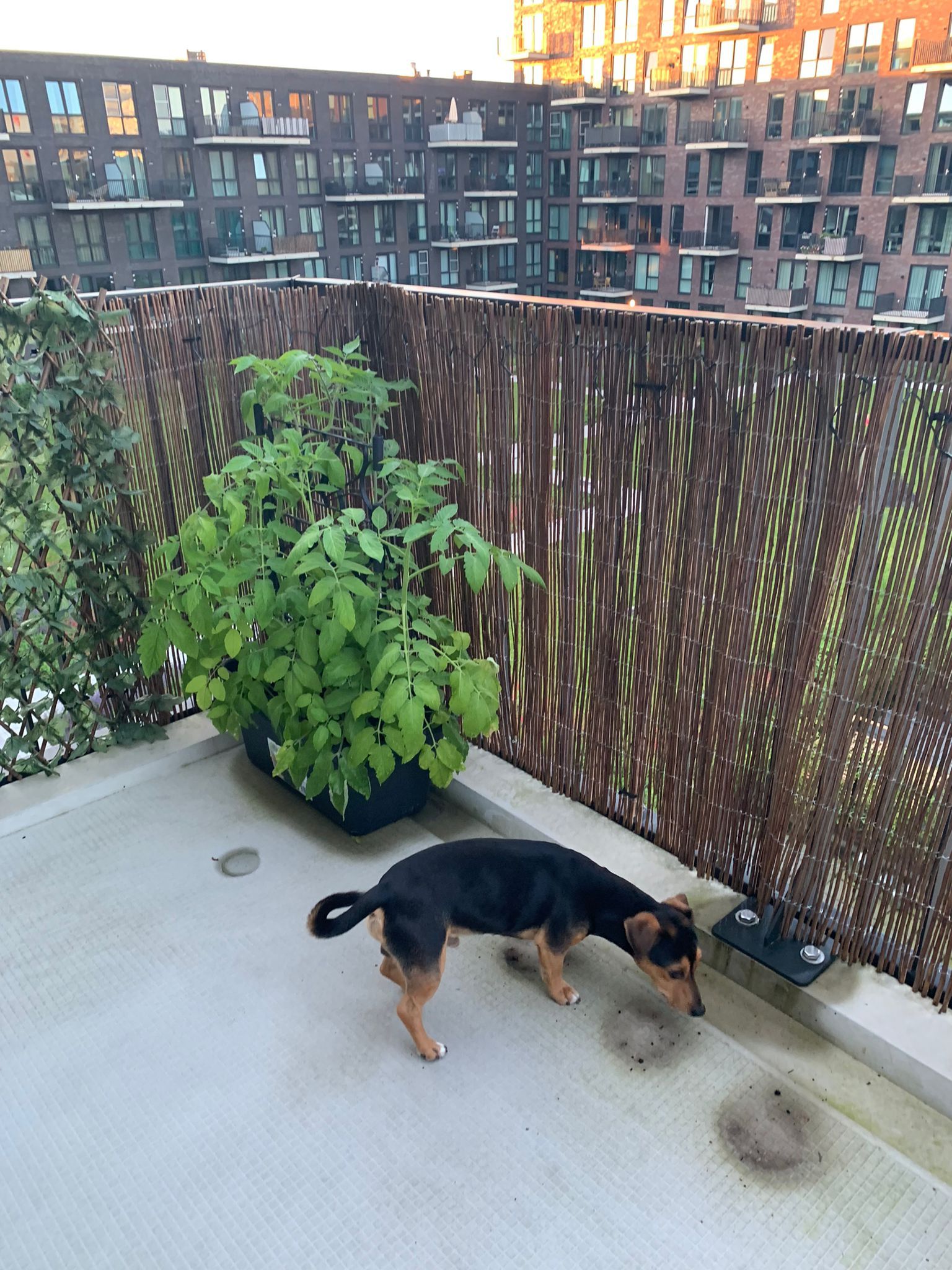 image-12