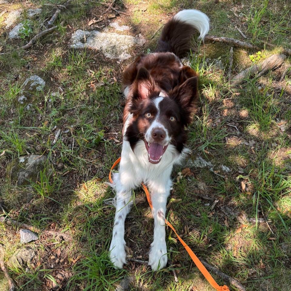 Kasper