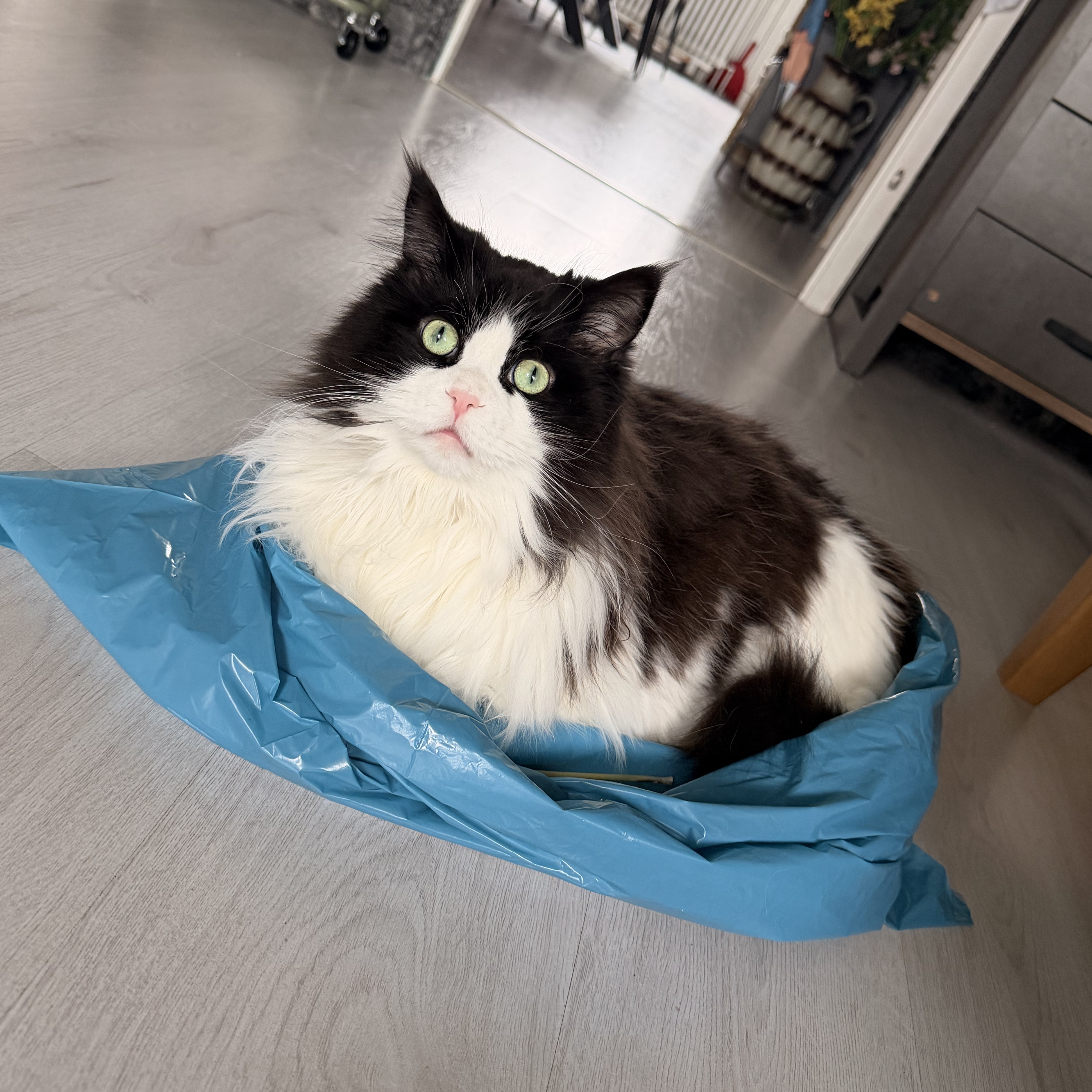 Simba