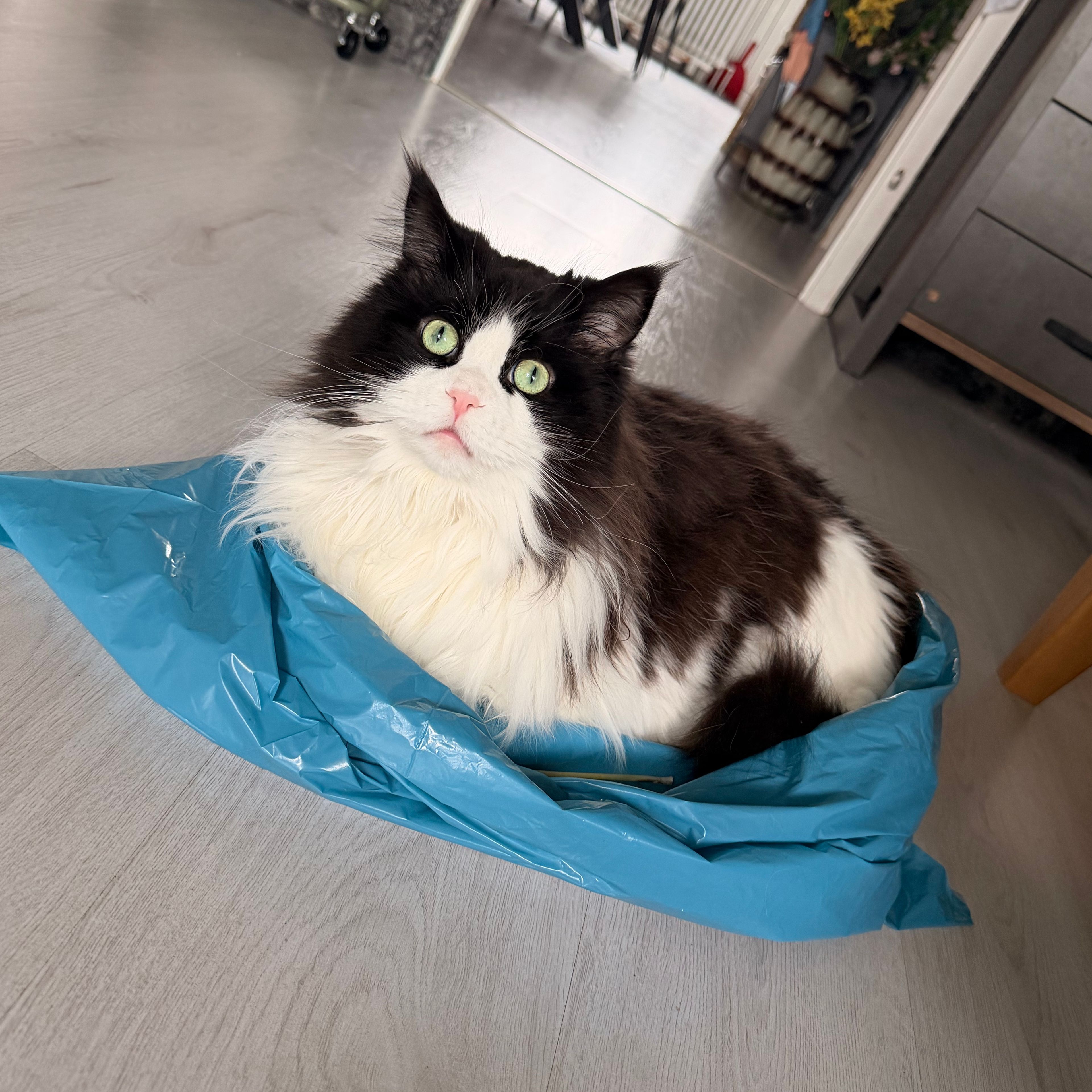 Simba