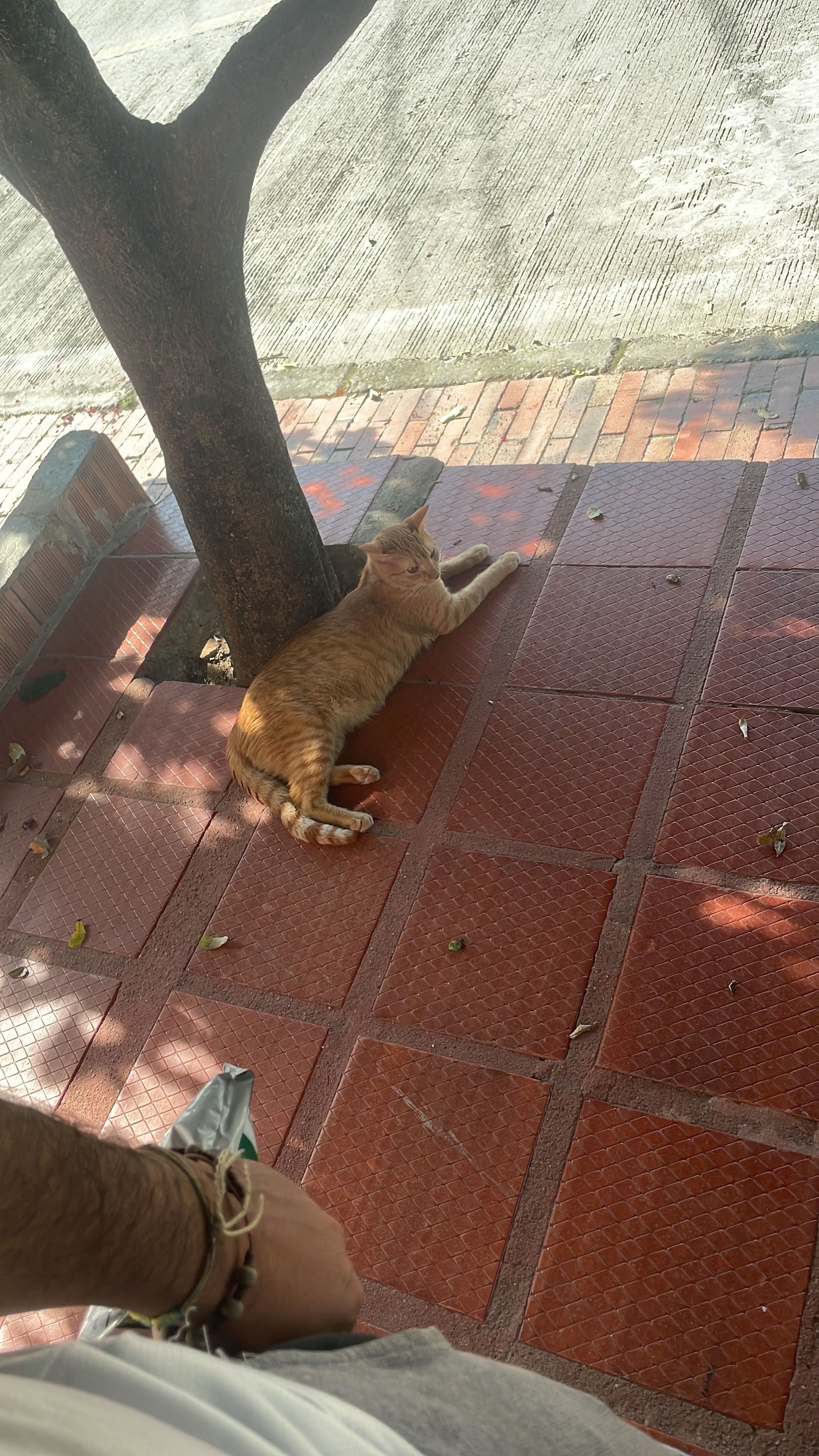 image-7