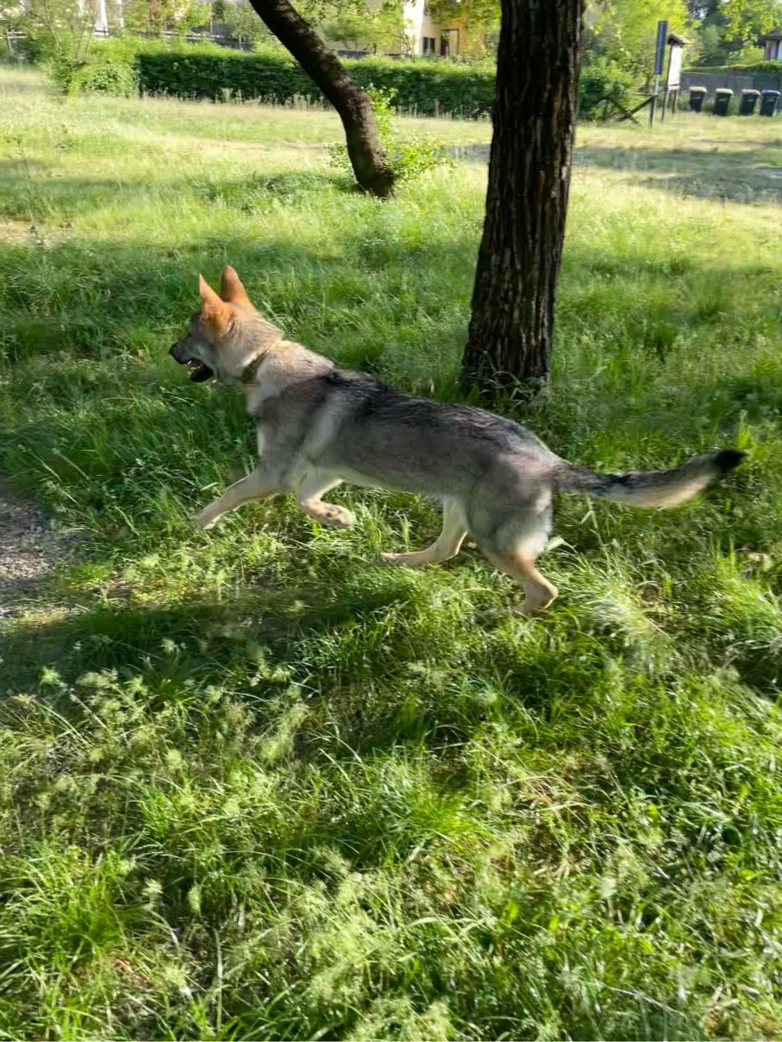 image-1