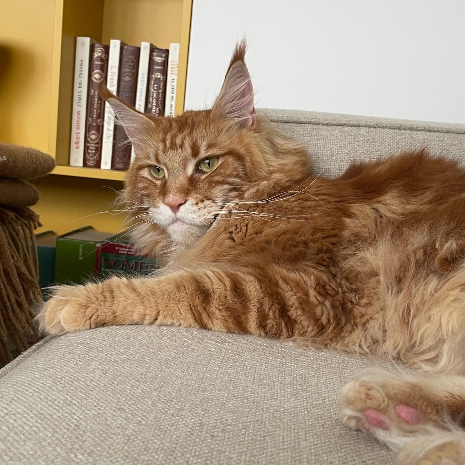 Garfield
