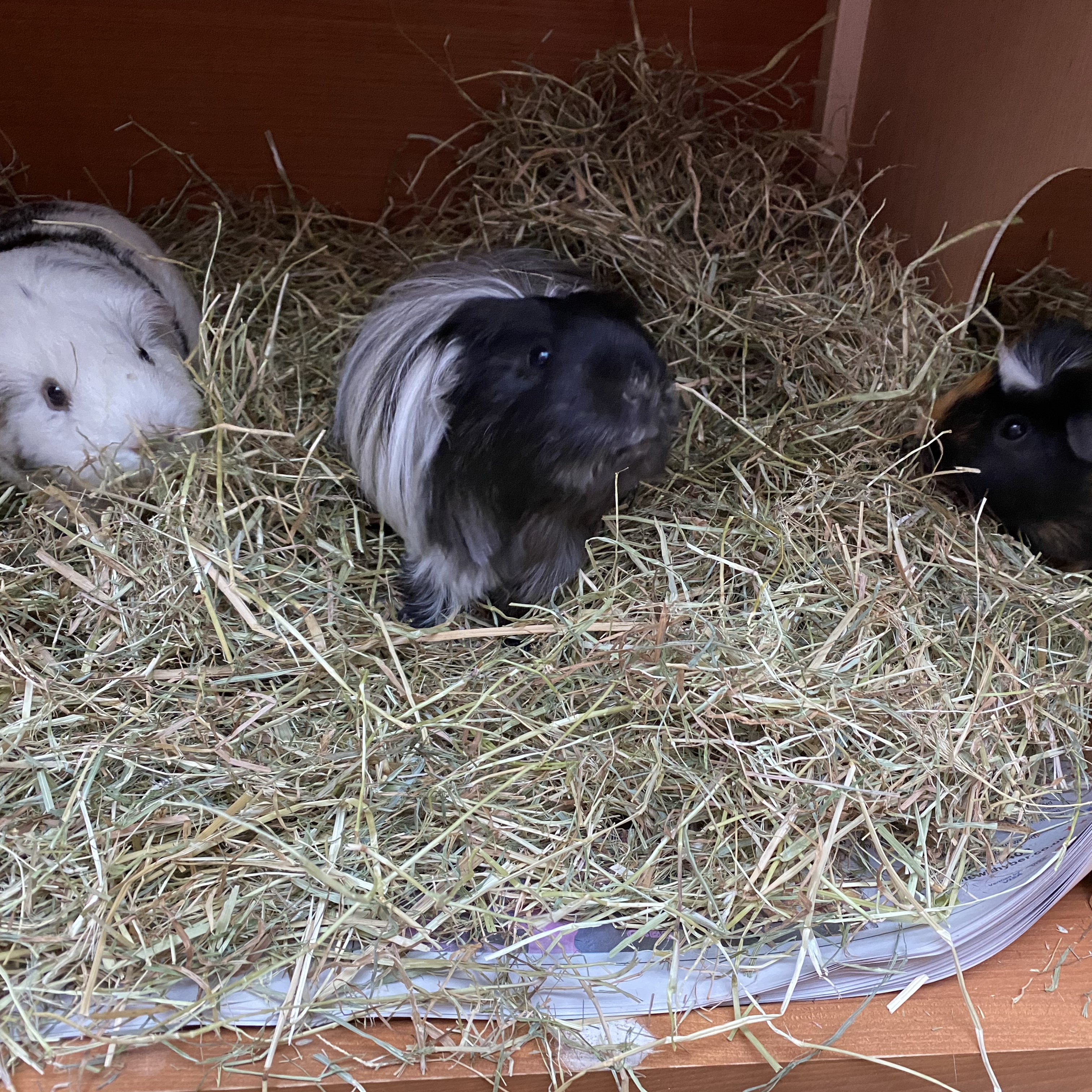 Pepper piglet and snowflake 