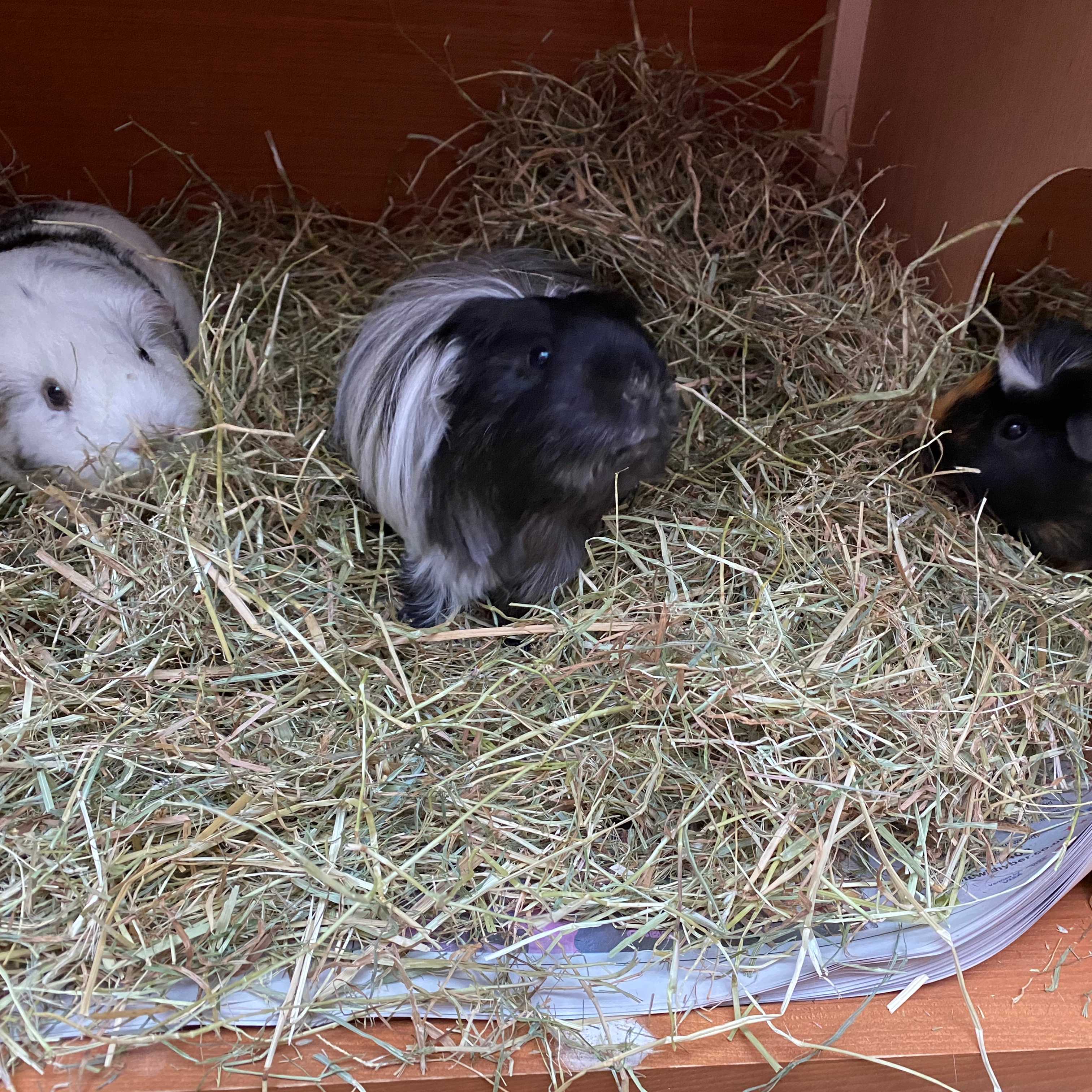 Pepper piglet and snowflake