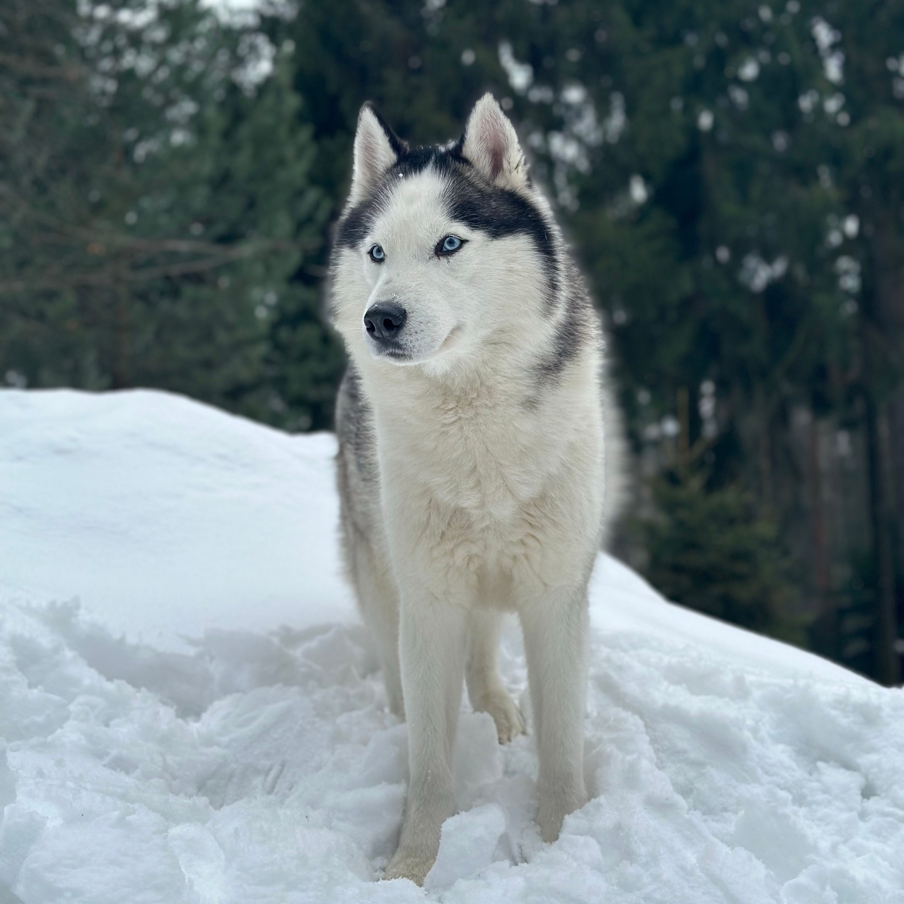 Stark