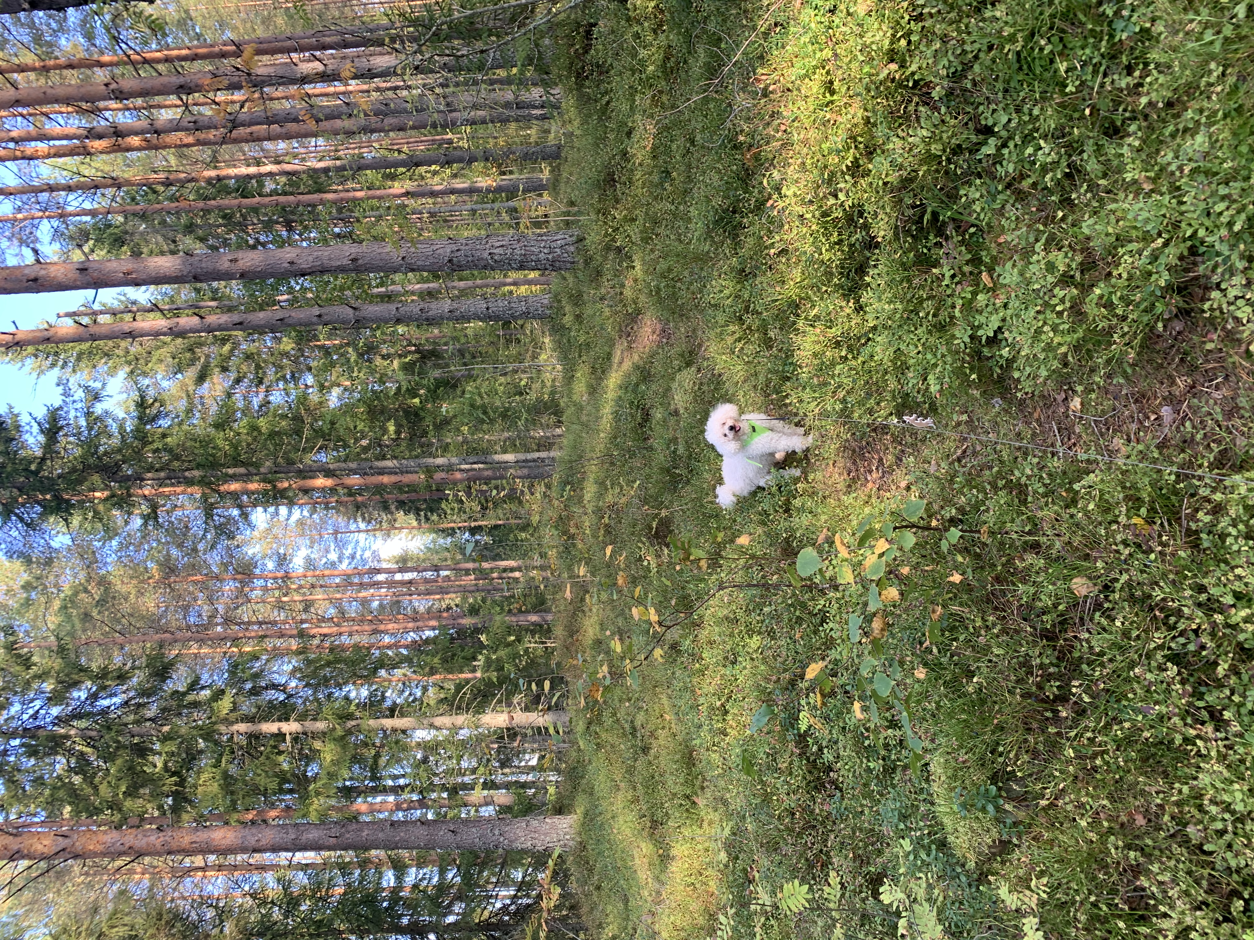 image-0