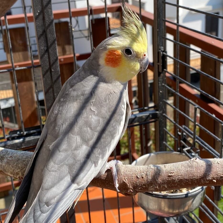 Frugolino