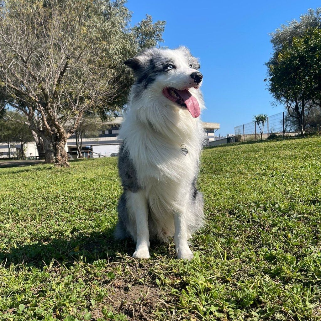 Charlie