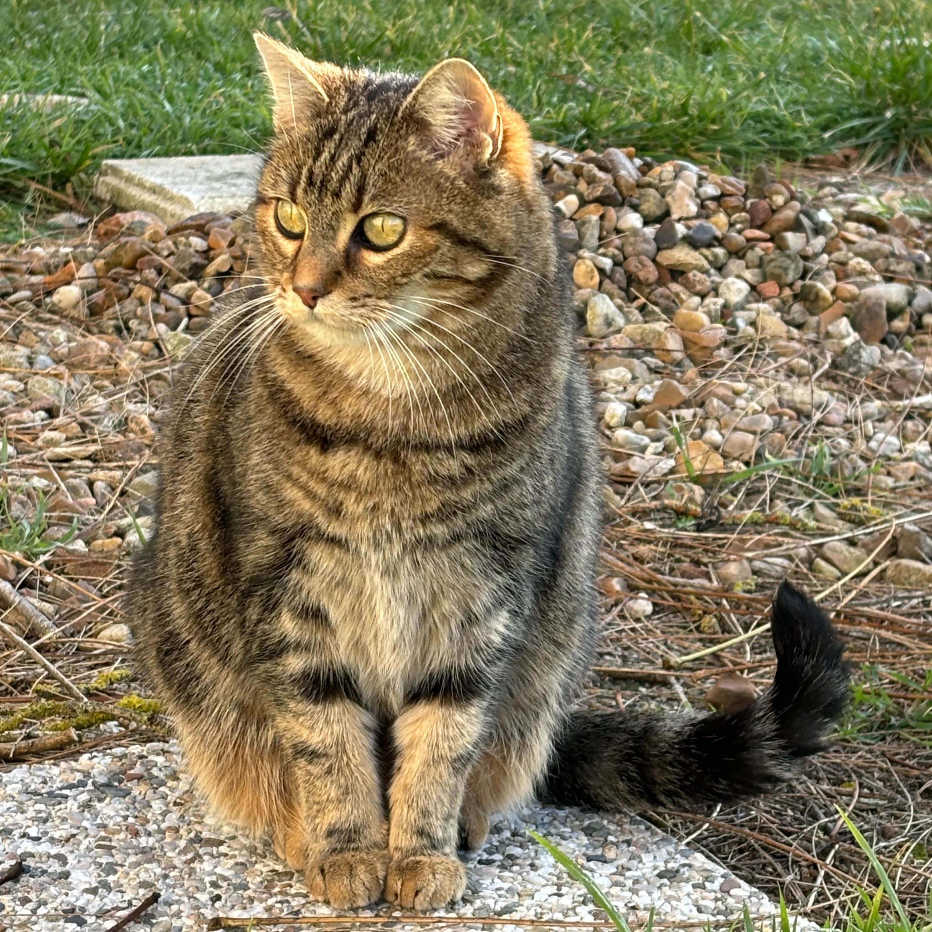 Choupette